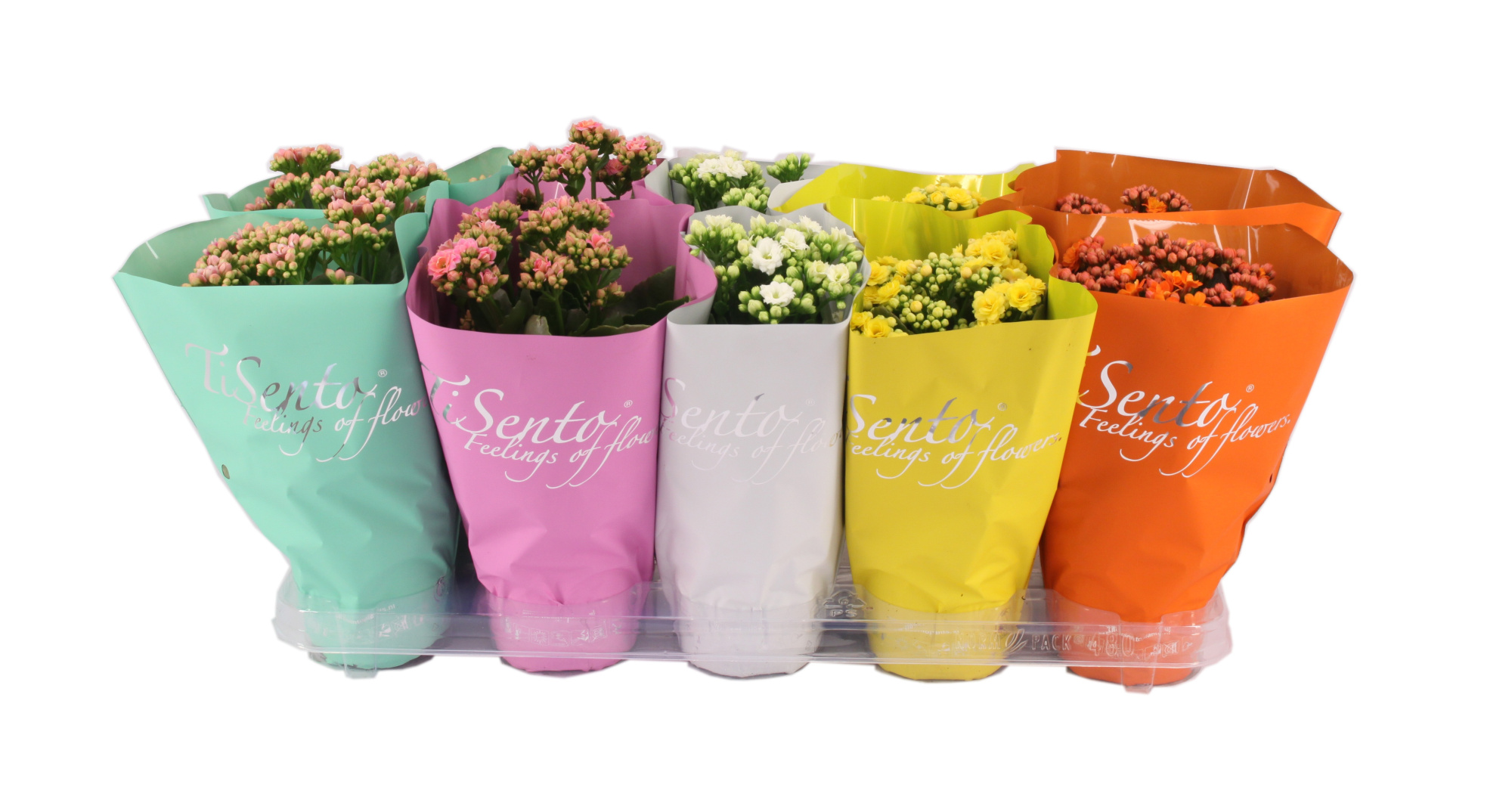 Calandiva 12cm - Maart Mix, D 12