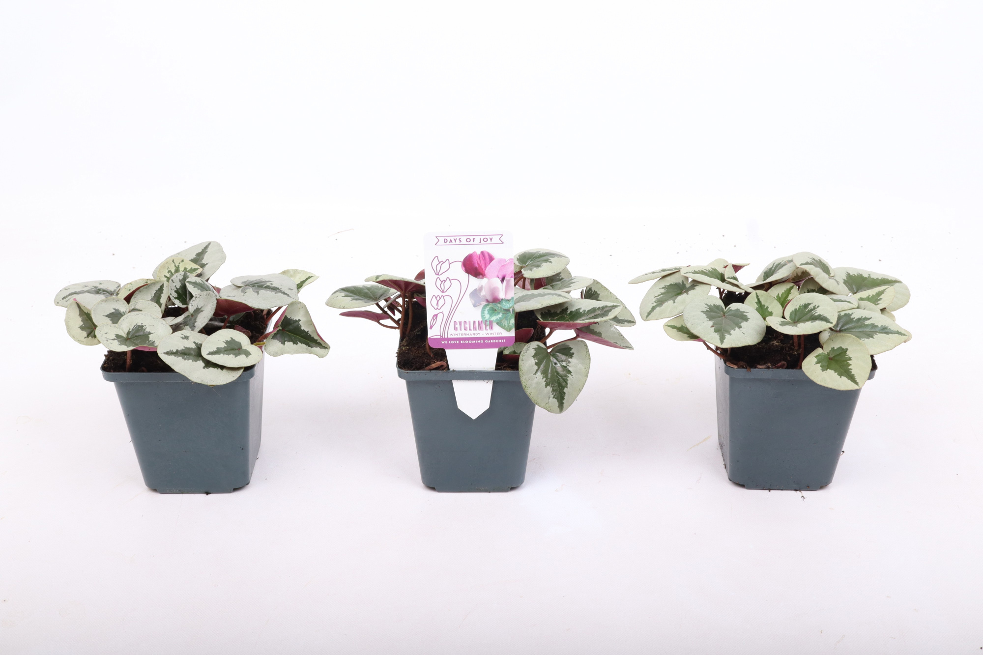 Cyclamen coum Xmas leaf white 9 cm, D 9