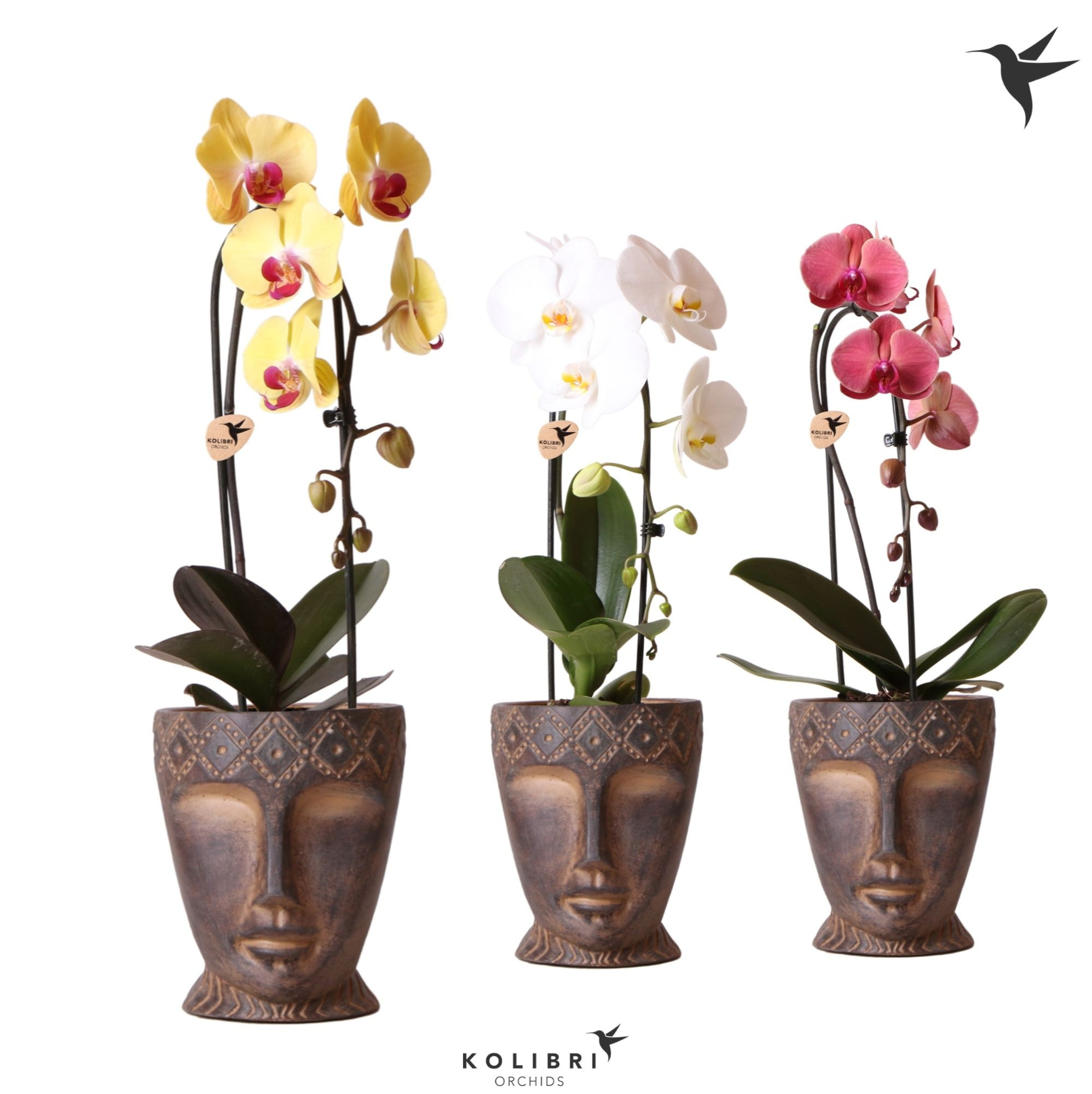 Kolibri Orchids Cascade Niagara Fall mix 1 spike in Totem Mask pot, D 12 cm