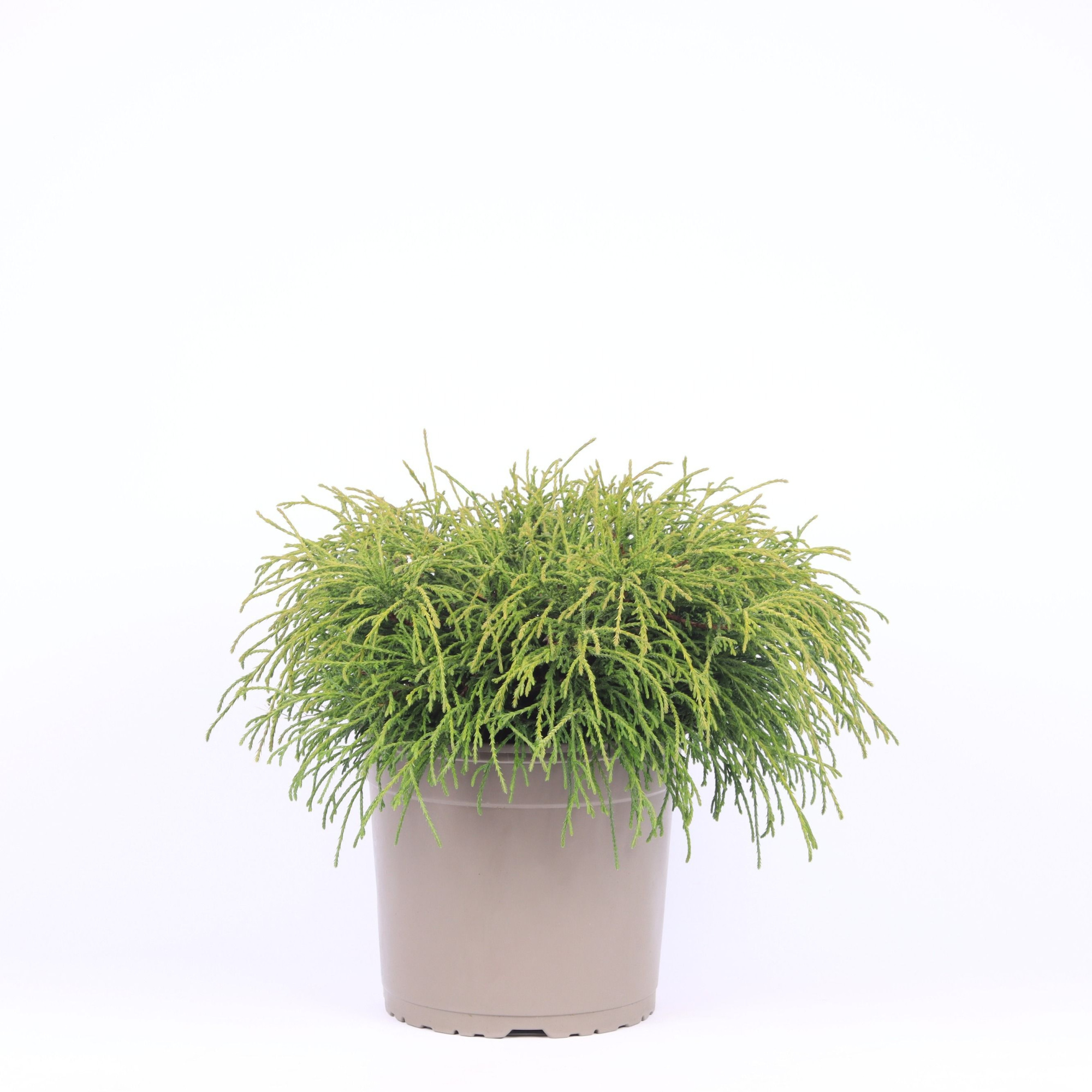 Chamaecyparis pisifera 'Filifera Nana', D 23 cm