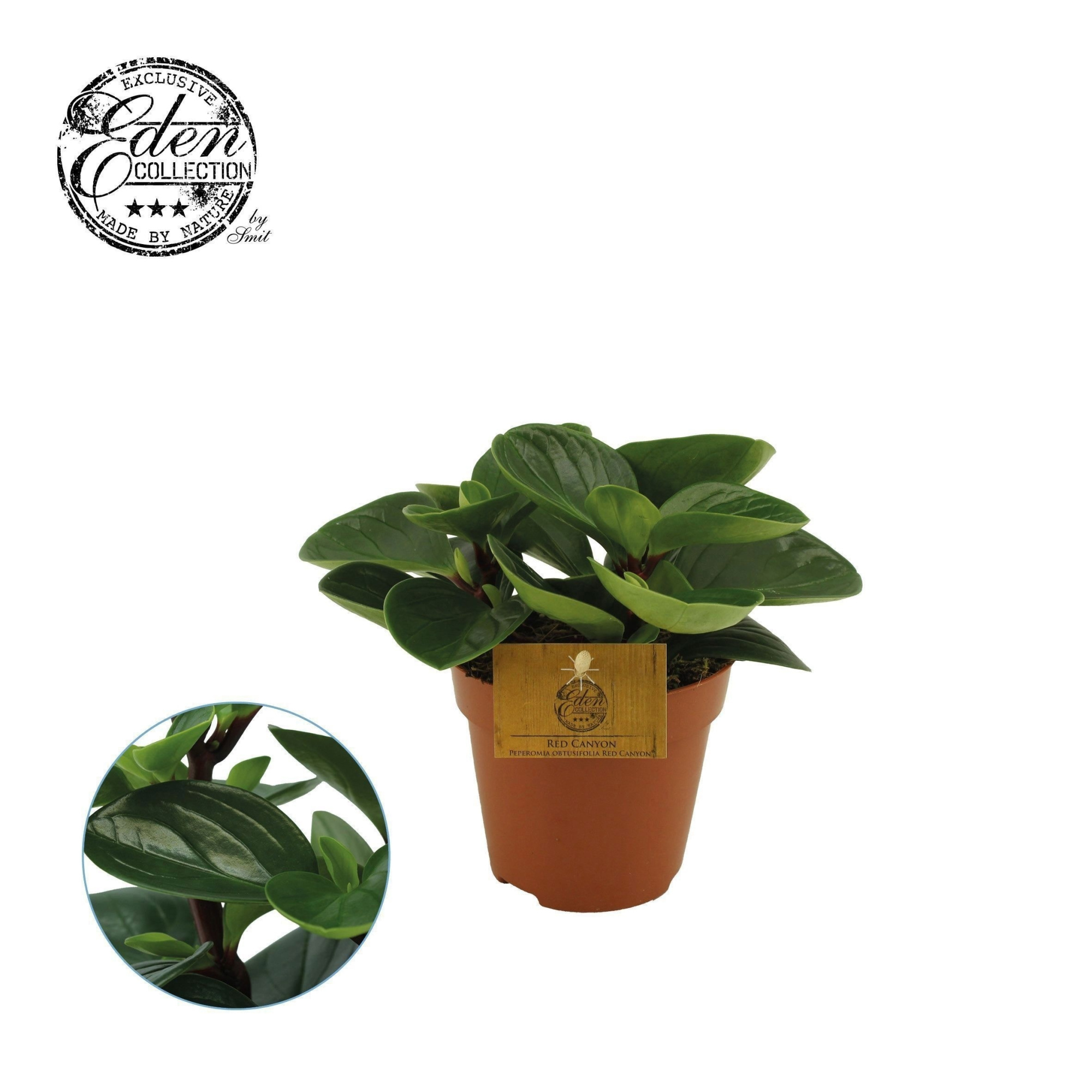 Peperomia Obtusifolia Red Canyon 12cm, D 12