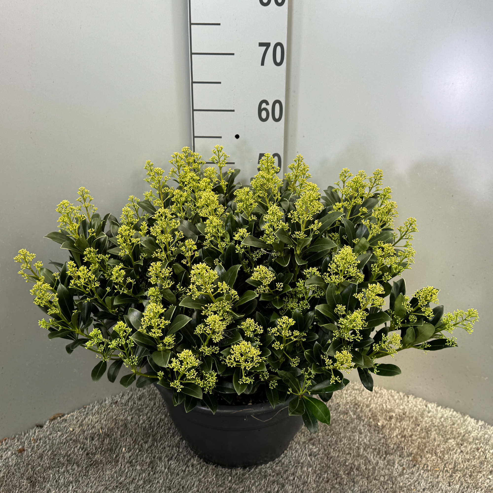 Skimmia japonica 'Snow White' schaal XL, D 32 cm