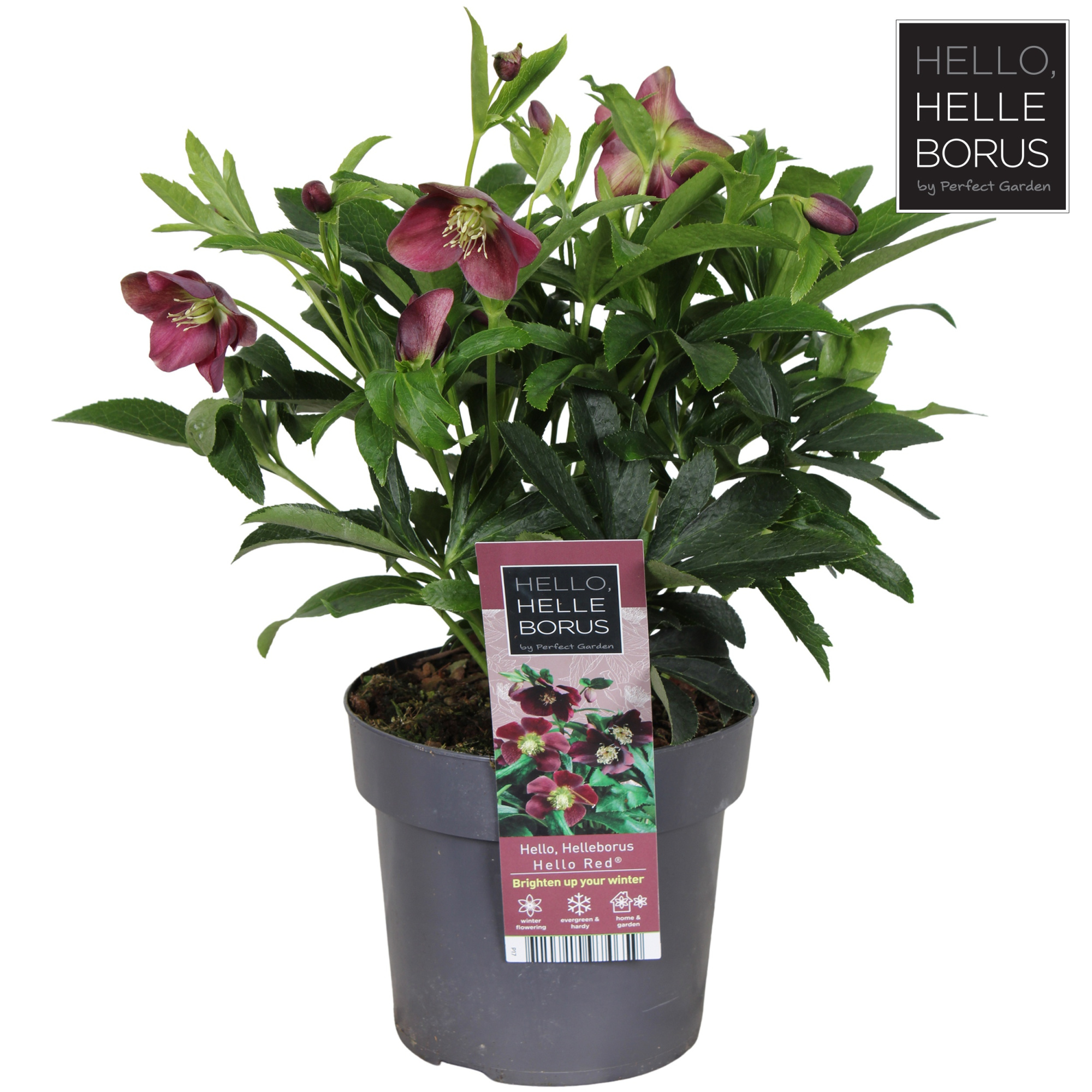 Helleborus orientalis 'Hello Red' P17, D 17 cm