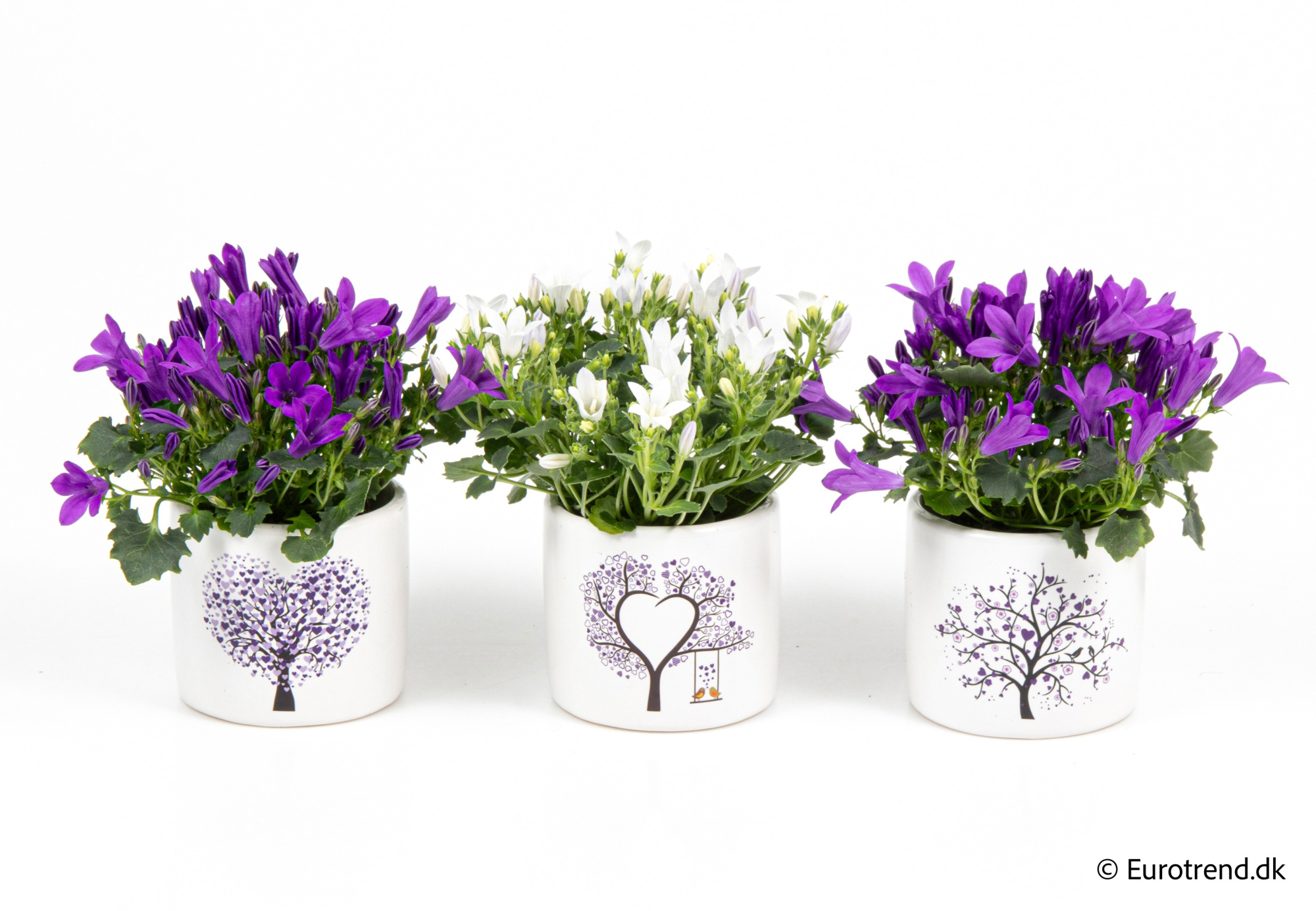 Campanula in Valentine ceramic 2026, D 6