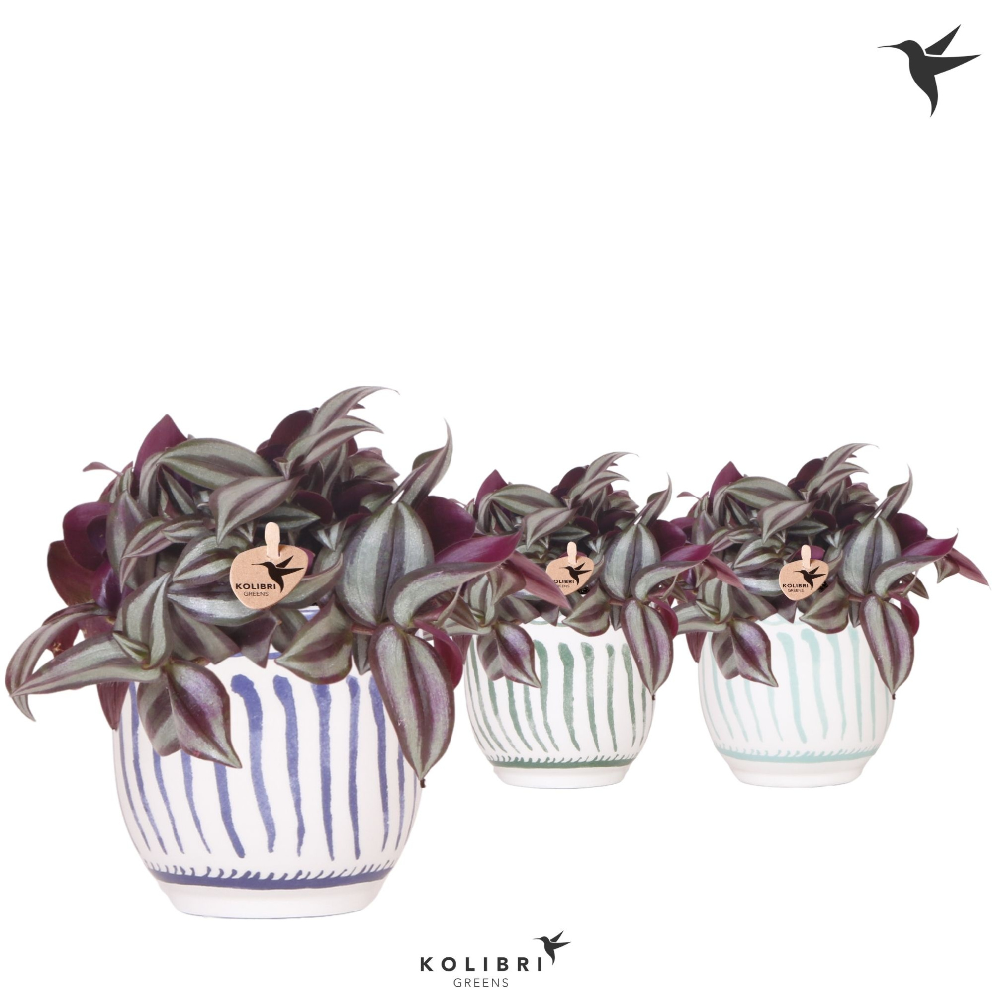 Kolibri Greens Tradescantia Zebrina in Granada pot blue mix, D 9