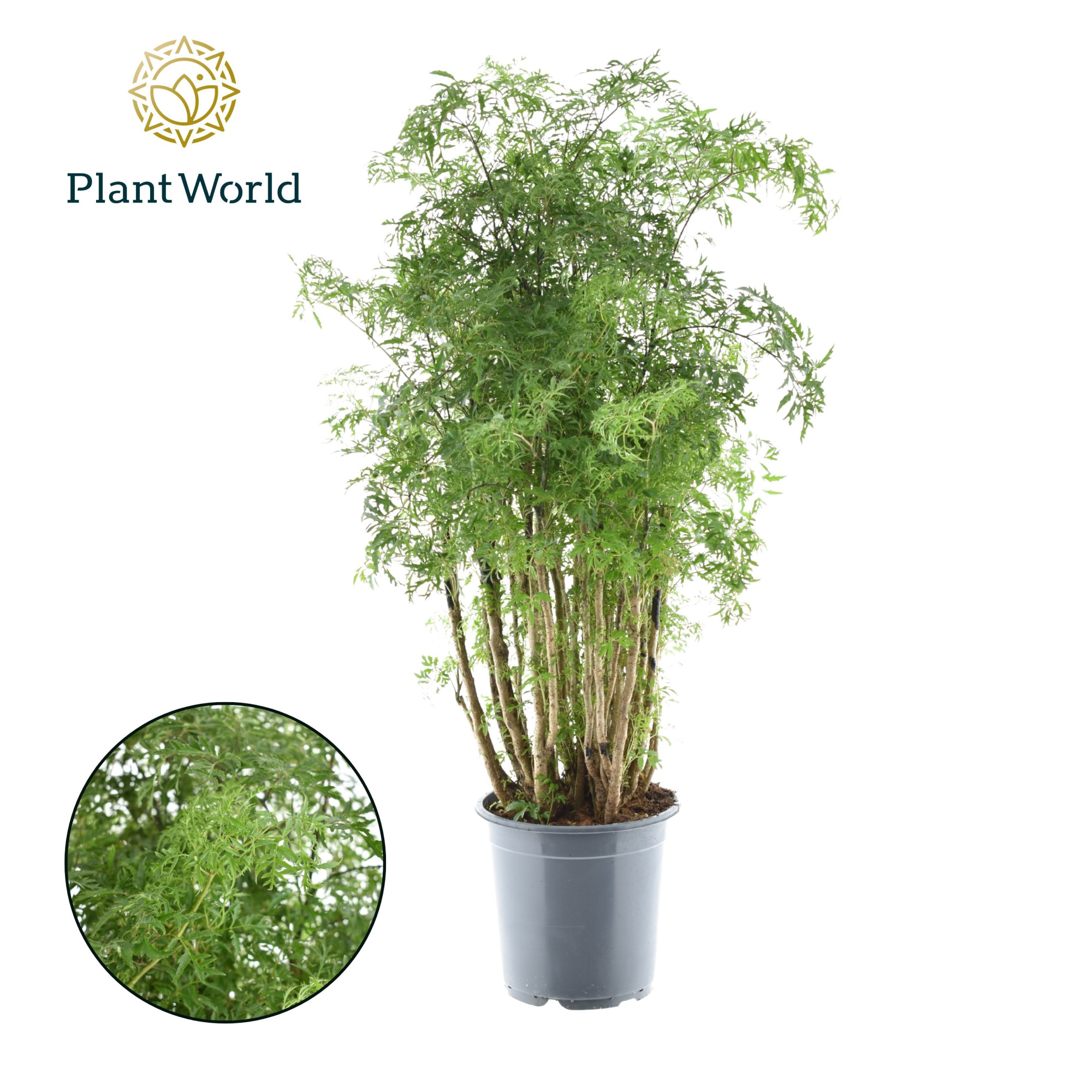 Polyscias Hawaiiana Ming vertakt, D 21