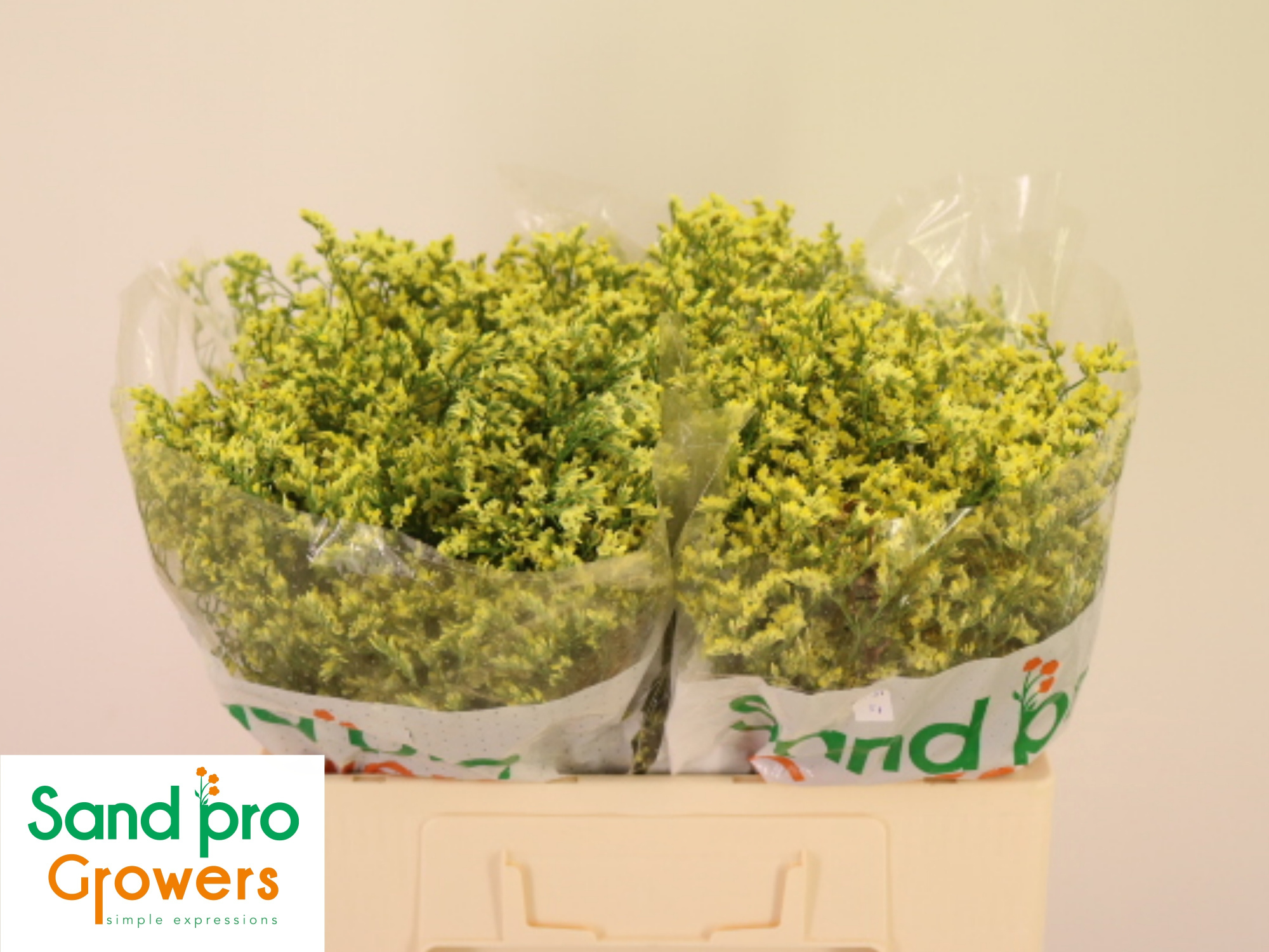 Лимониум Чайна Саммер 50, шт.