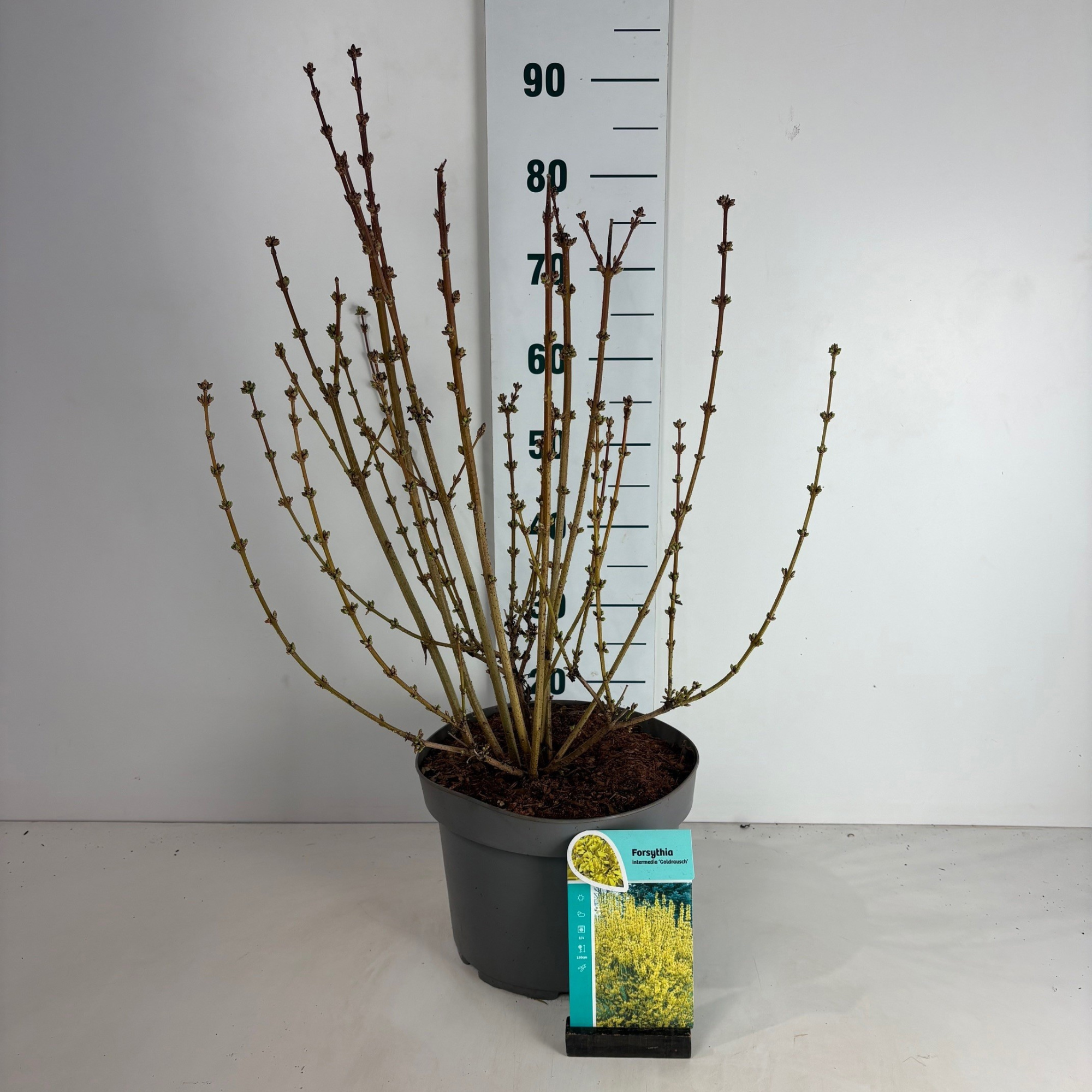 Forsythia intermedia Goldrausch, D 29