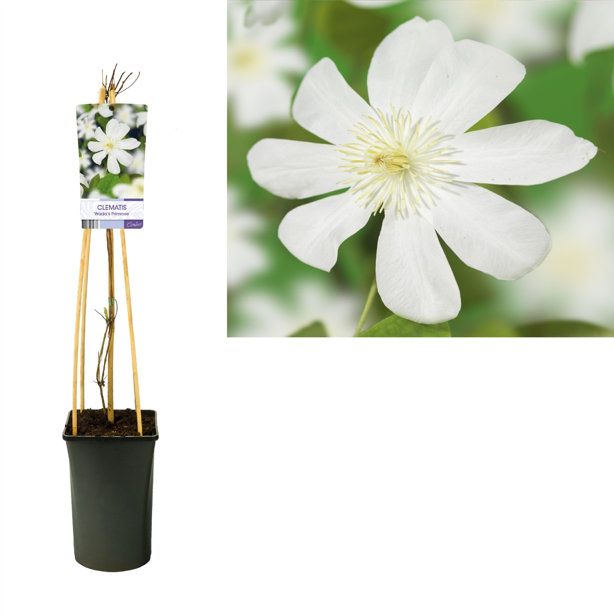 Clematis 'Wada's Primrose' +light label, D 17