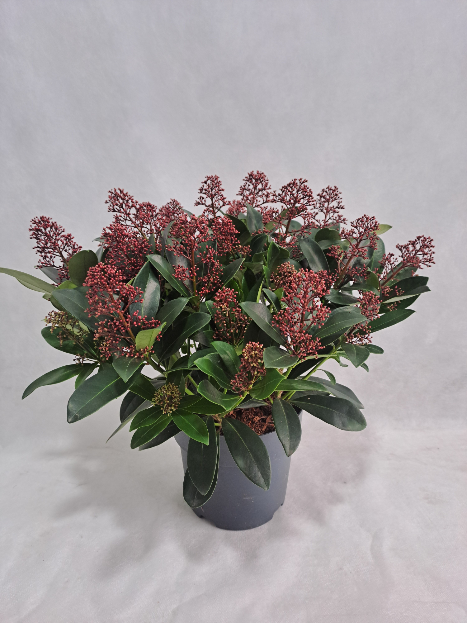 Skimmia Rubella P19 25-30 bloem, D 19 cm