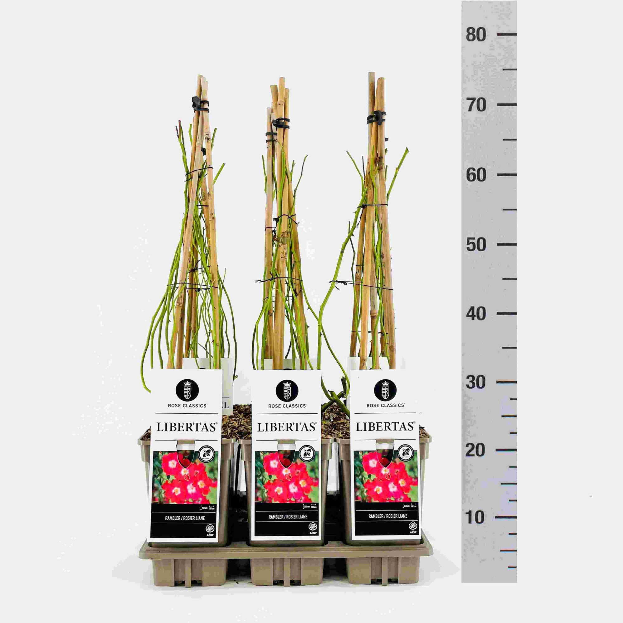 Rose (Rambler) Libertas ®, C3, 3 stok 75cm, D 17