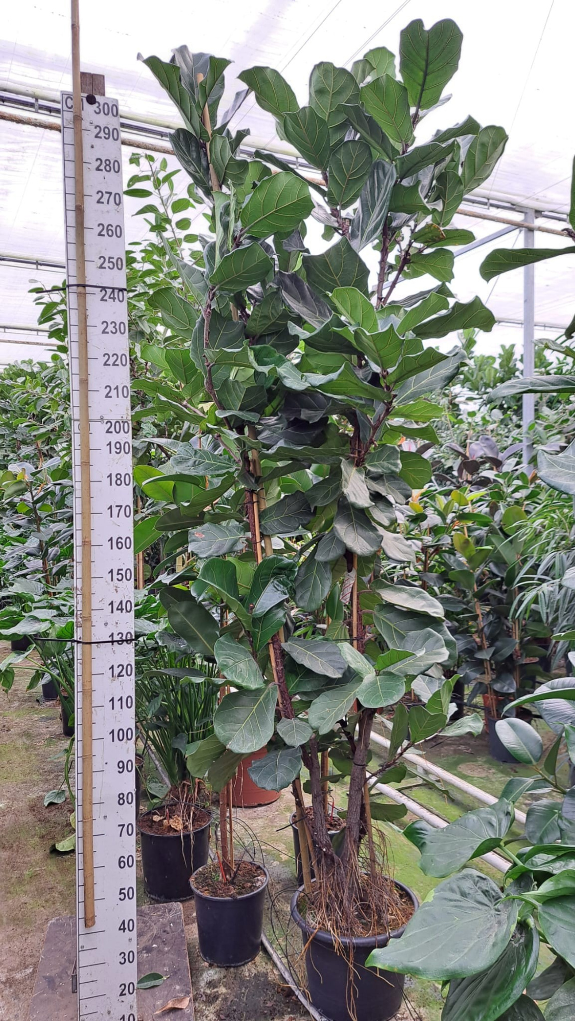 Ficus Lyrata vertakt 300, D 45