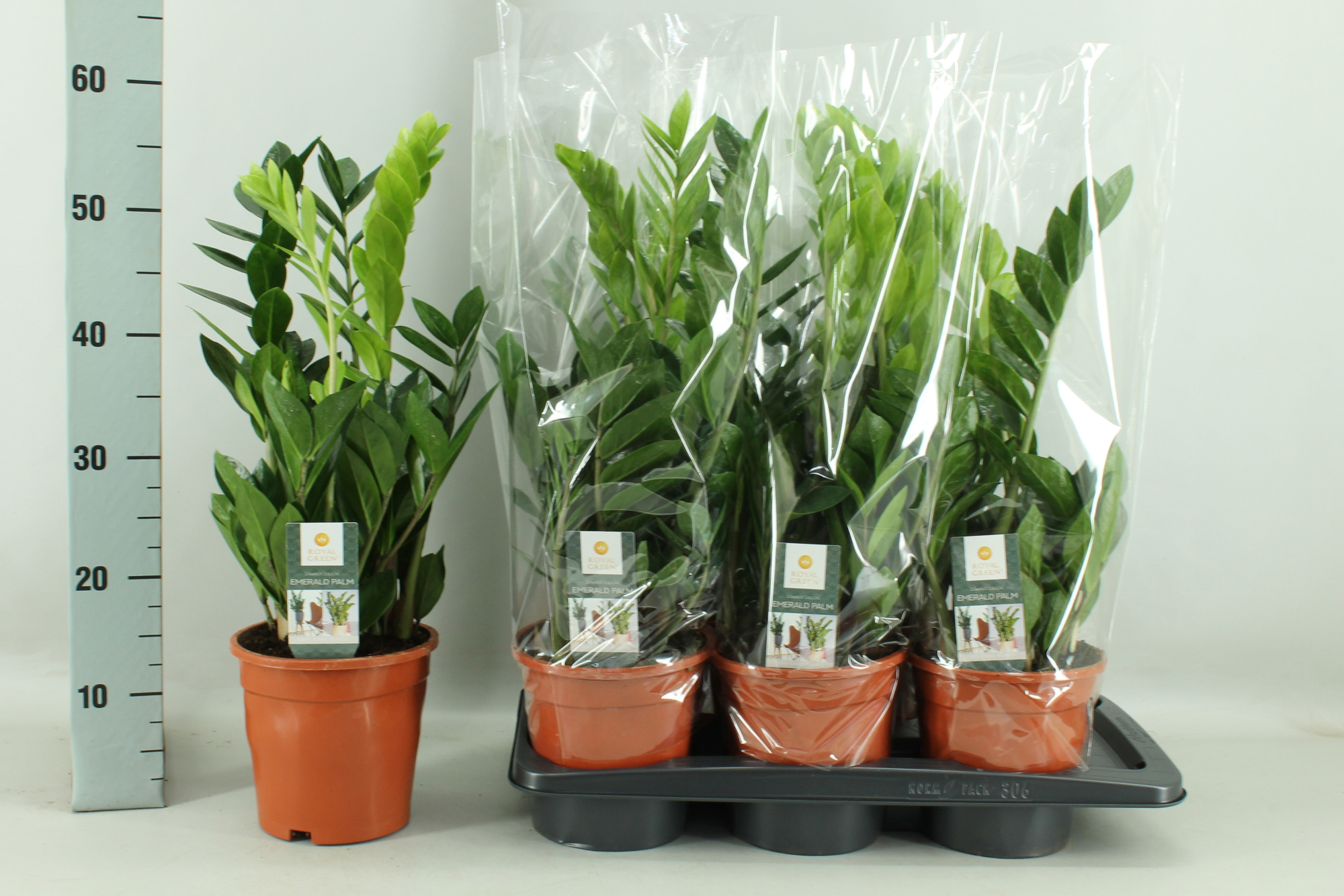 zamioculcas 17 cm, D 17