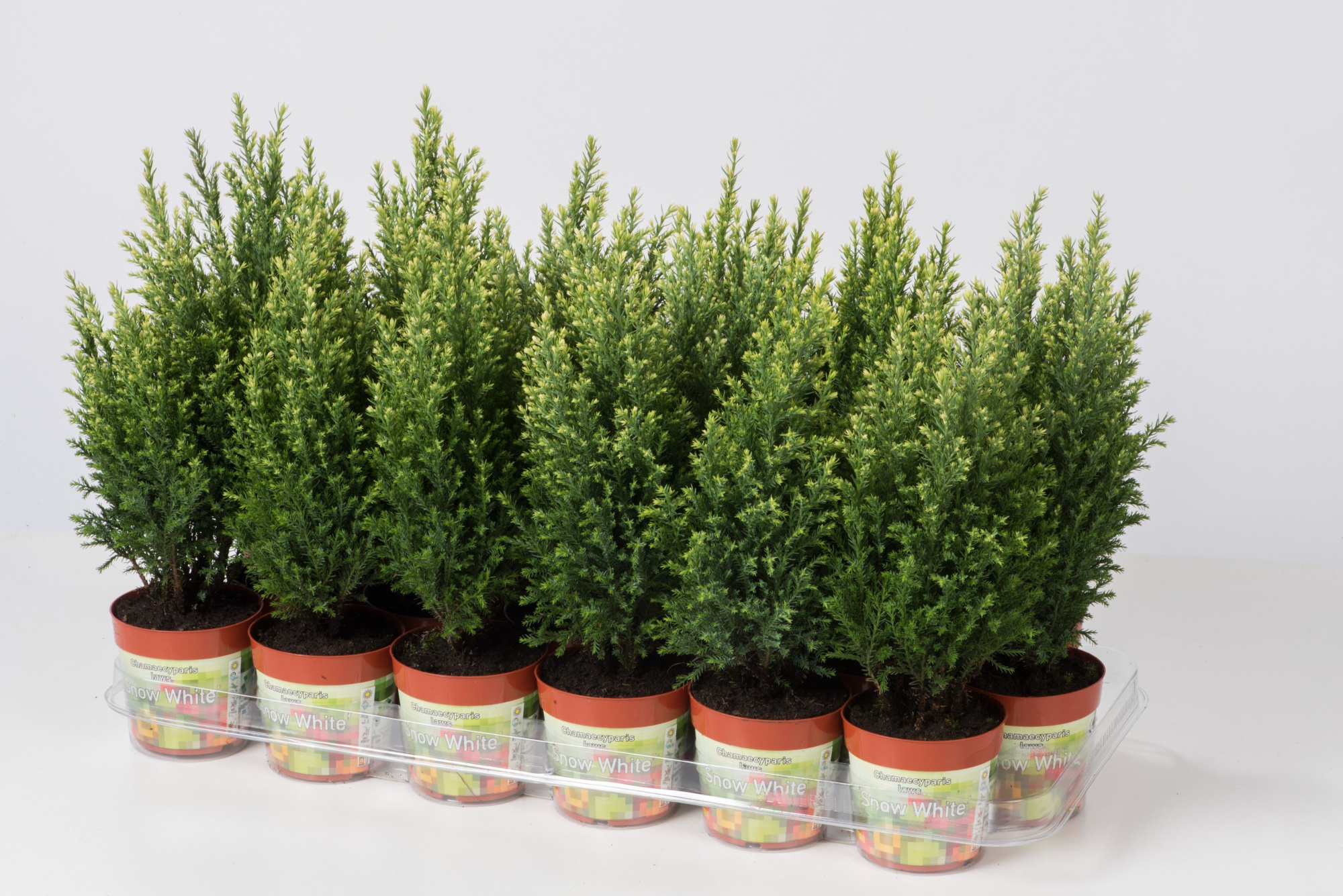 Chamaecyparis lawsoniana 'Snow White', D 9 cm