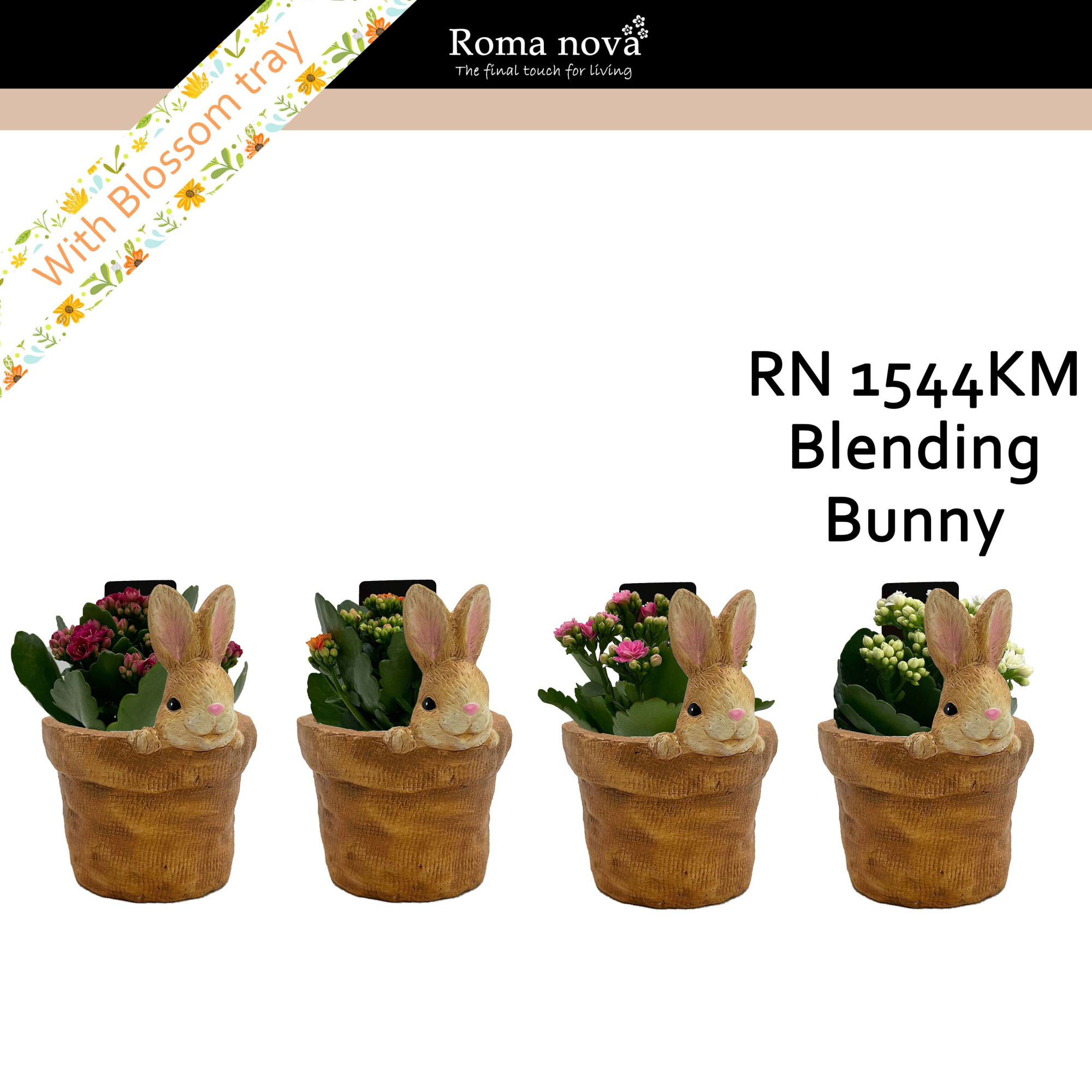 1544KM - Blending Bunny (Kalanchoe mix), D 13