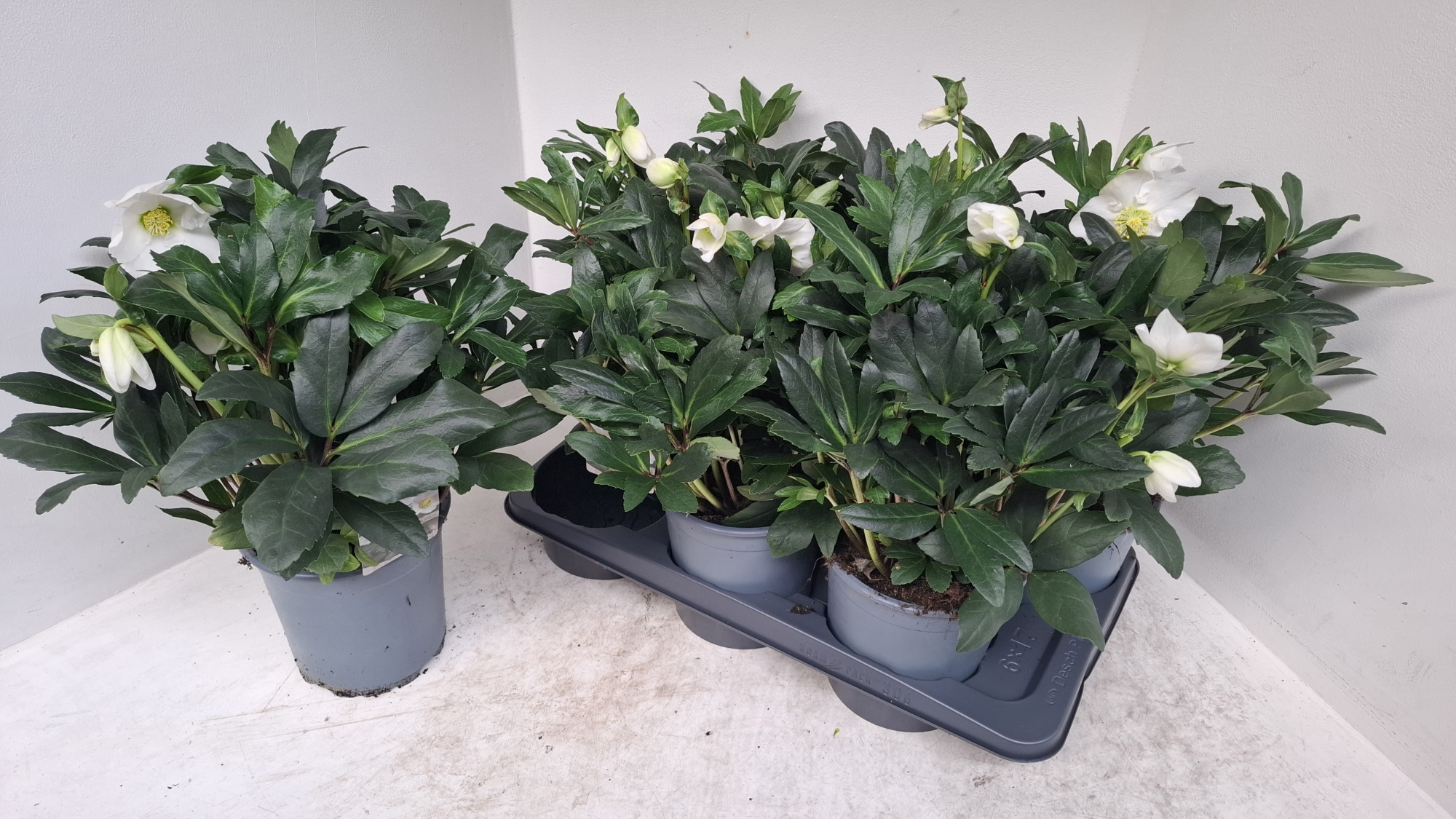 Helleborus 17 cm Mon Blanc, D 17 cm