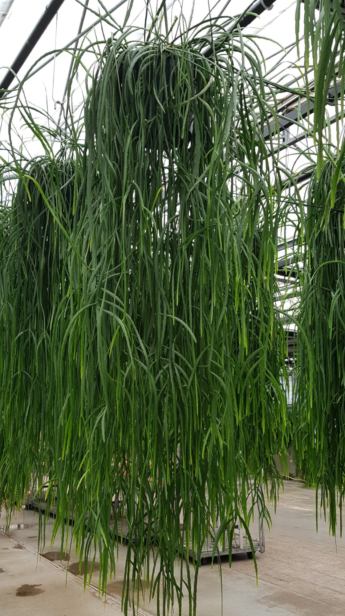 XXLBolivianum 25cm STH, D 25 cm