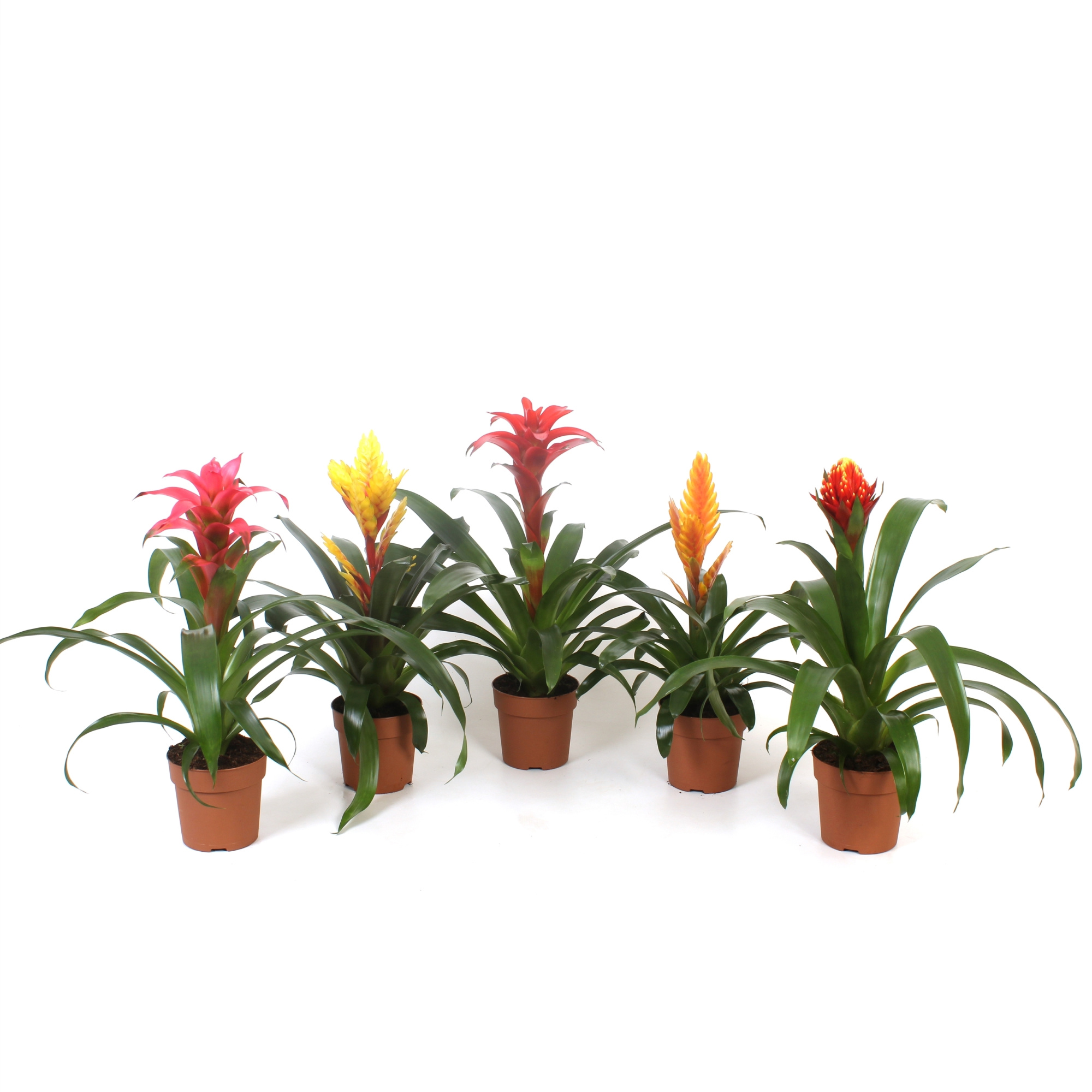 Bromelia Mix Excellent, D 12