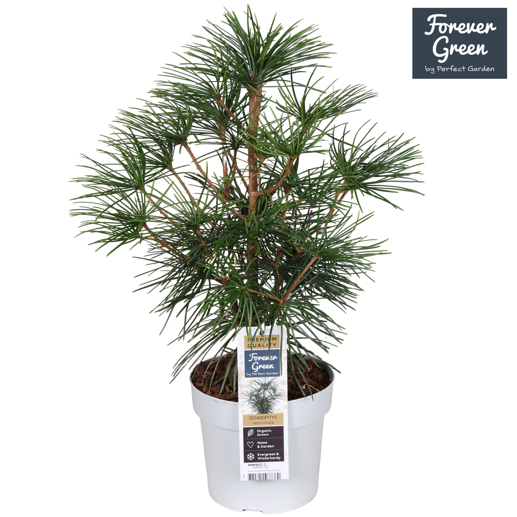 Sciadopitys verticillata P19, D 19 cm