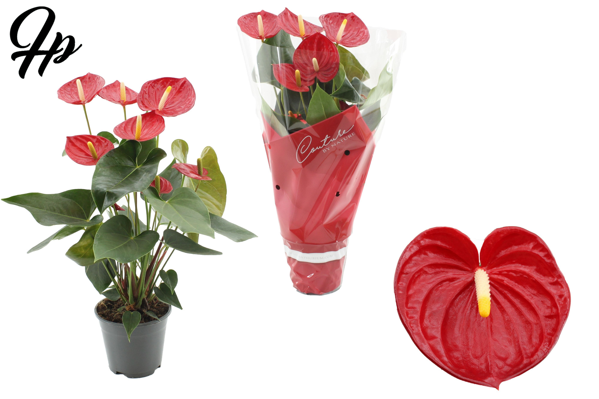 Anthurium Tremendo in Couture sleeve, D 14 cm