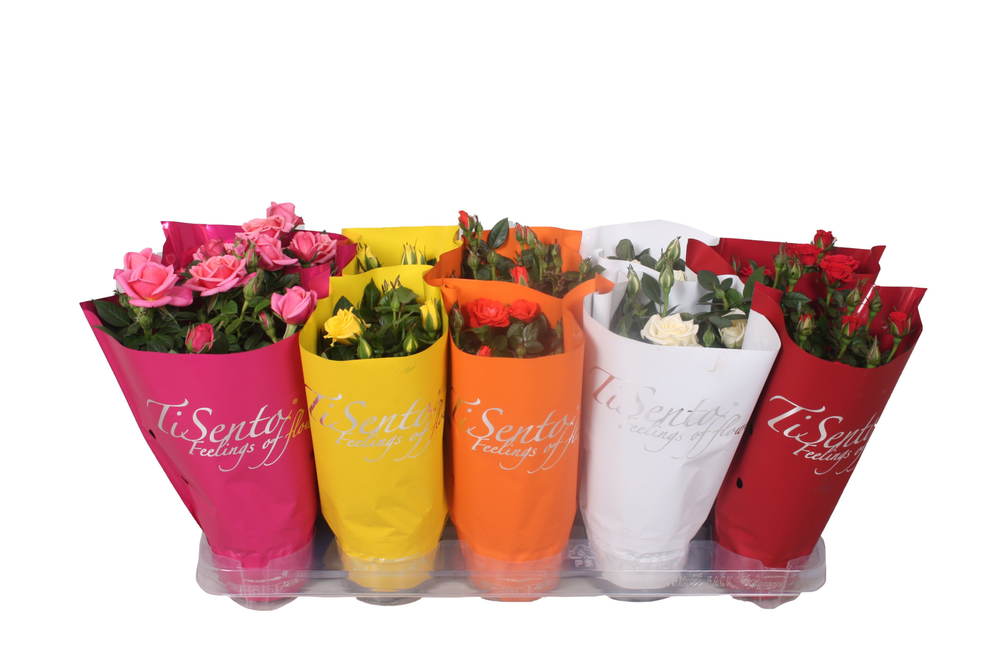 Potroos 12 cm - Italië Mix, D 12 cm