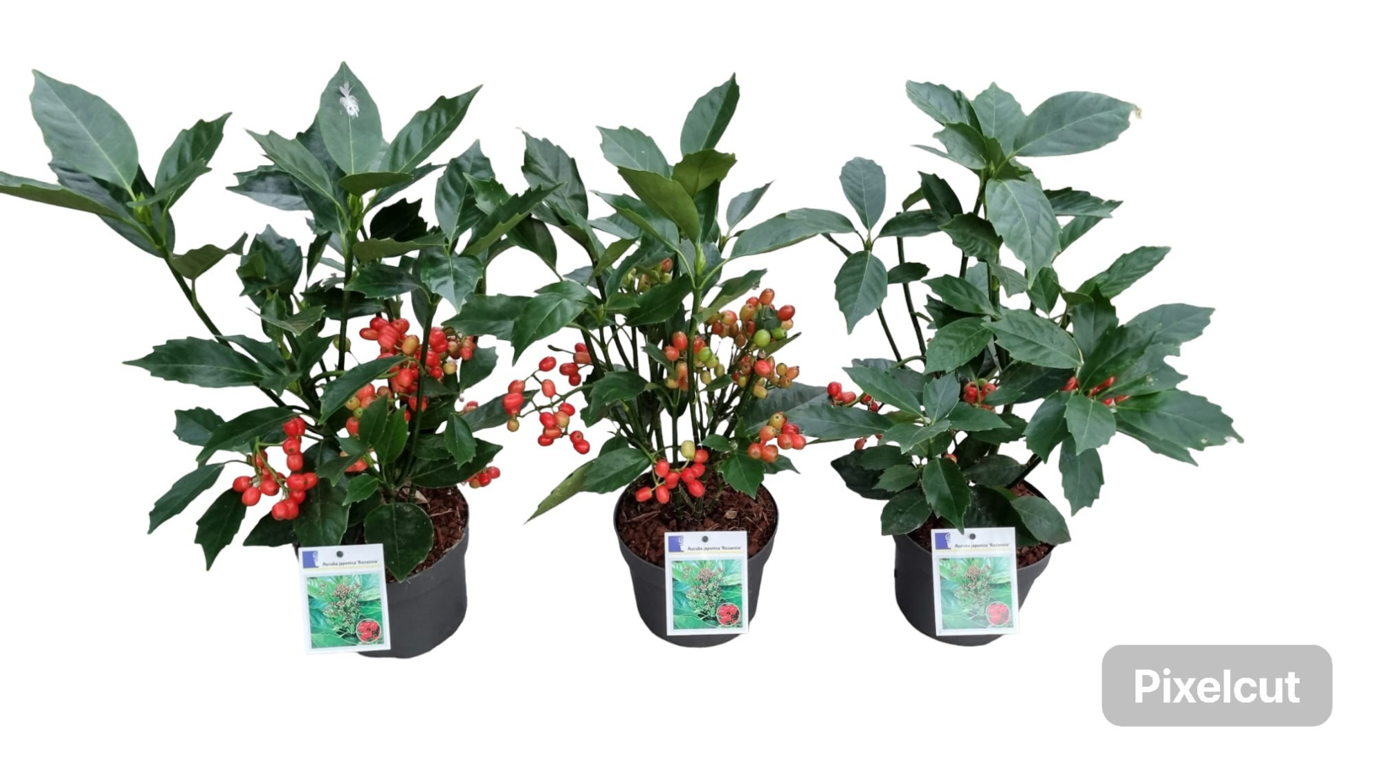 Aucuba j. 'Rozannie' 2 jr. + bes, D 17