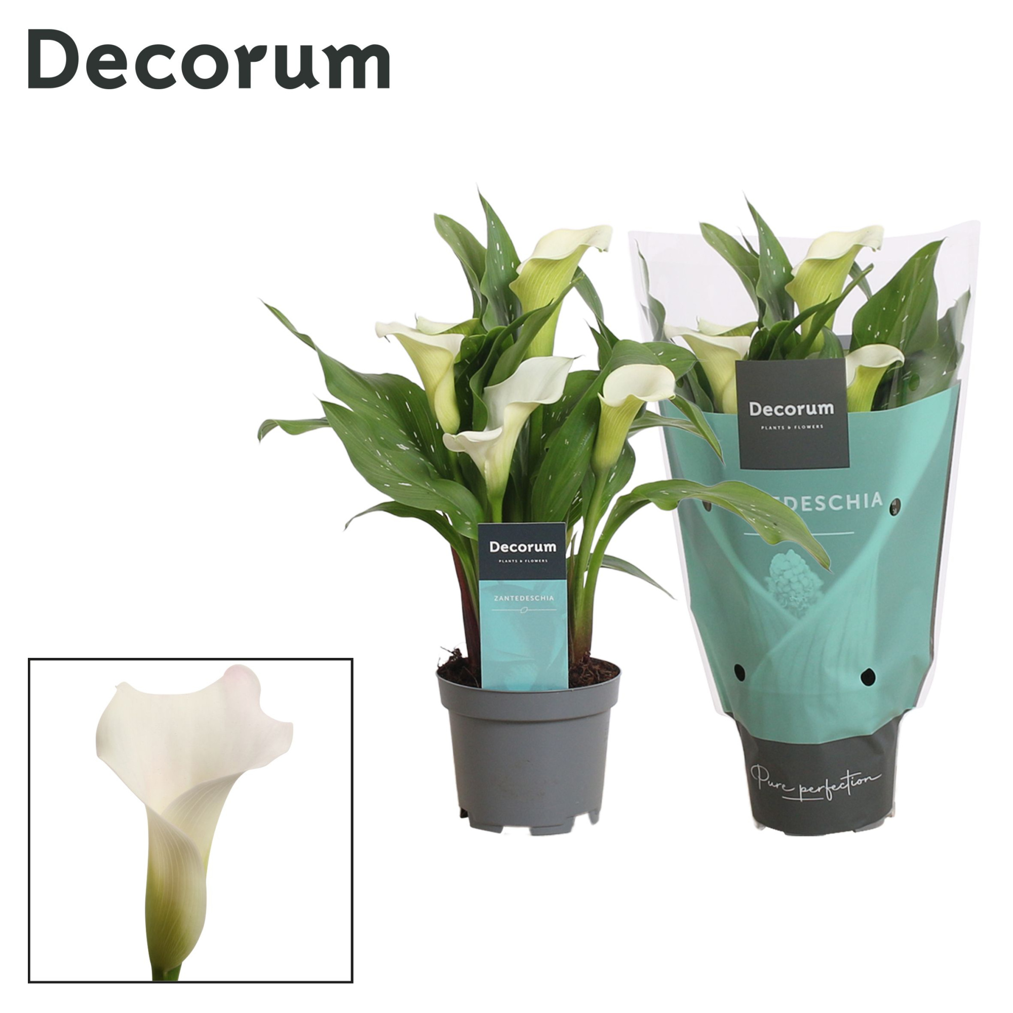 Zantedeschia (Calla) Wit (Decorum), D 10,5