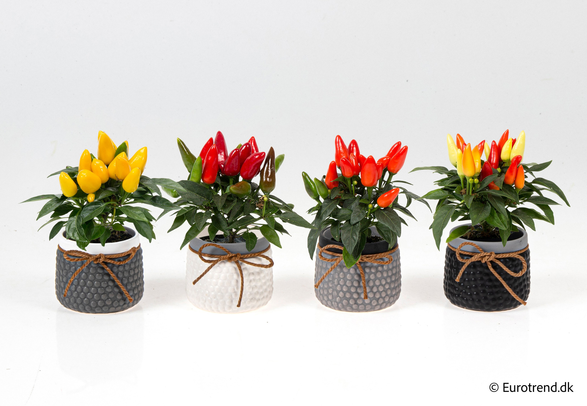 Capsicum in Halloween ceramic 2025, D 6 cm