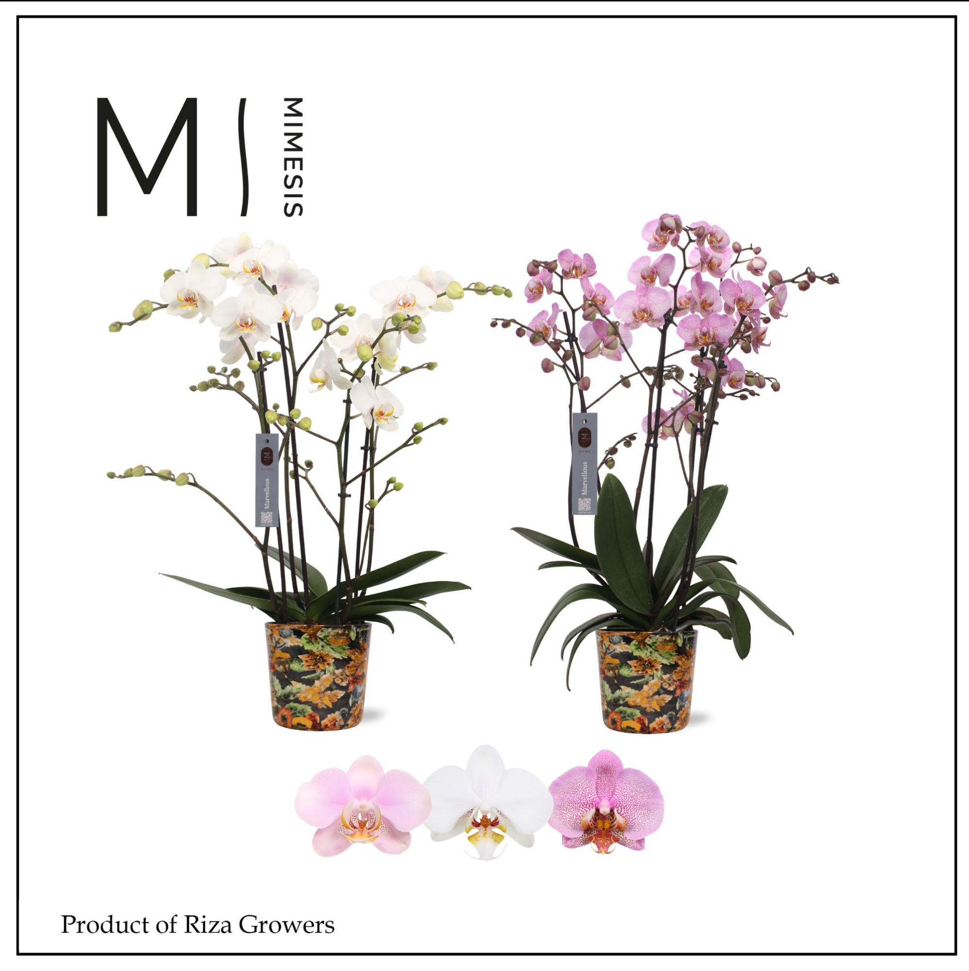 Phalaenopsis Marvellous Mix 50+ – 17cm in Jess Blue Berry | Mimesis, D 17