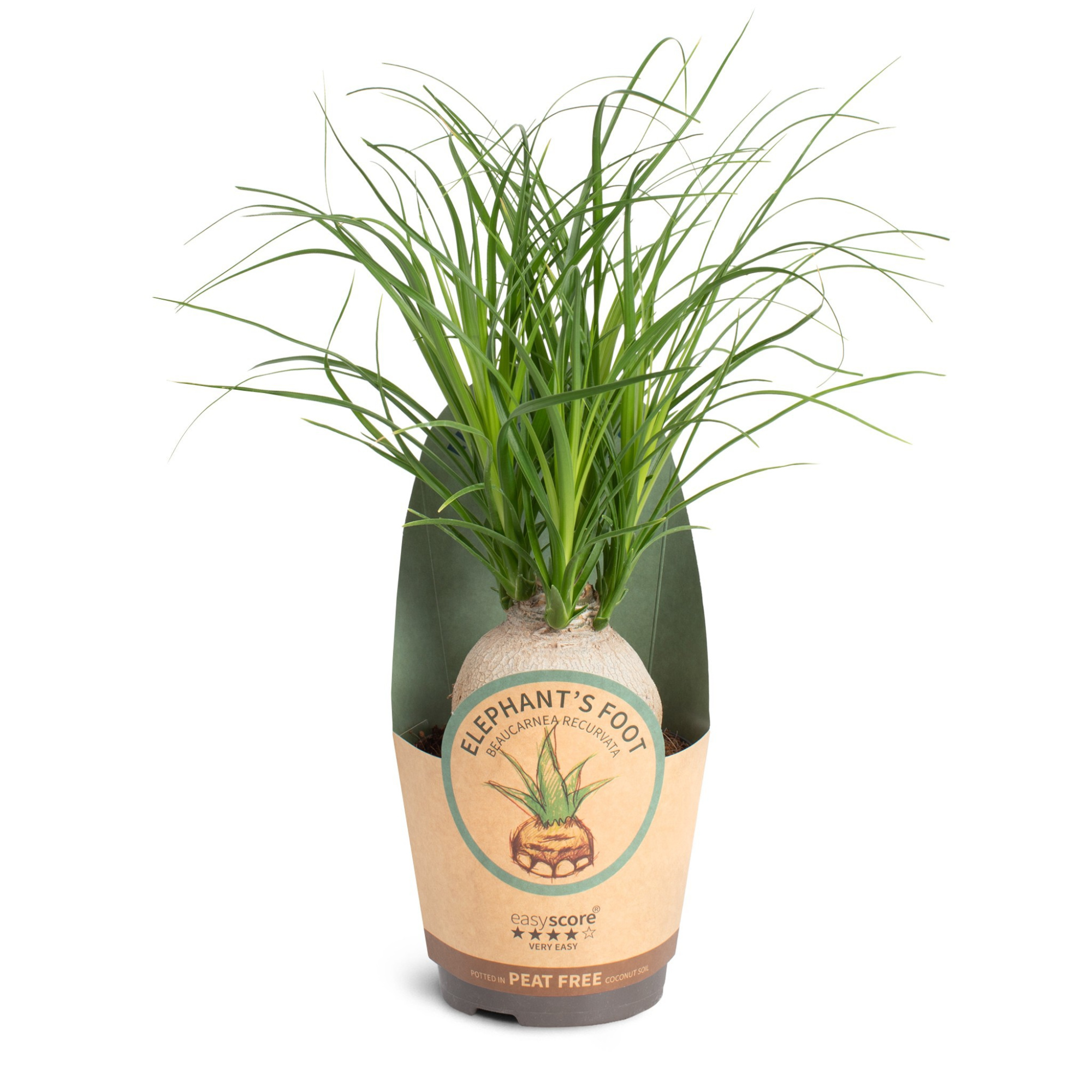 Beaucarnea recurvata ´Nolina´, D 11