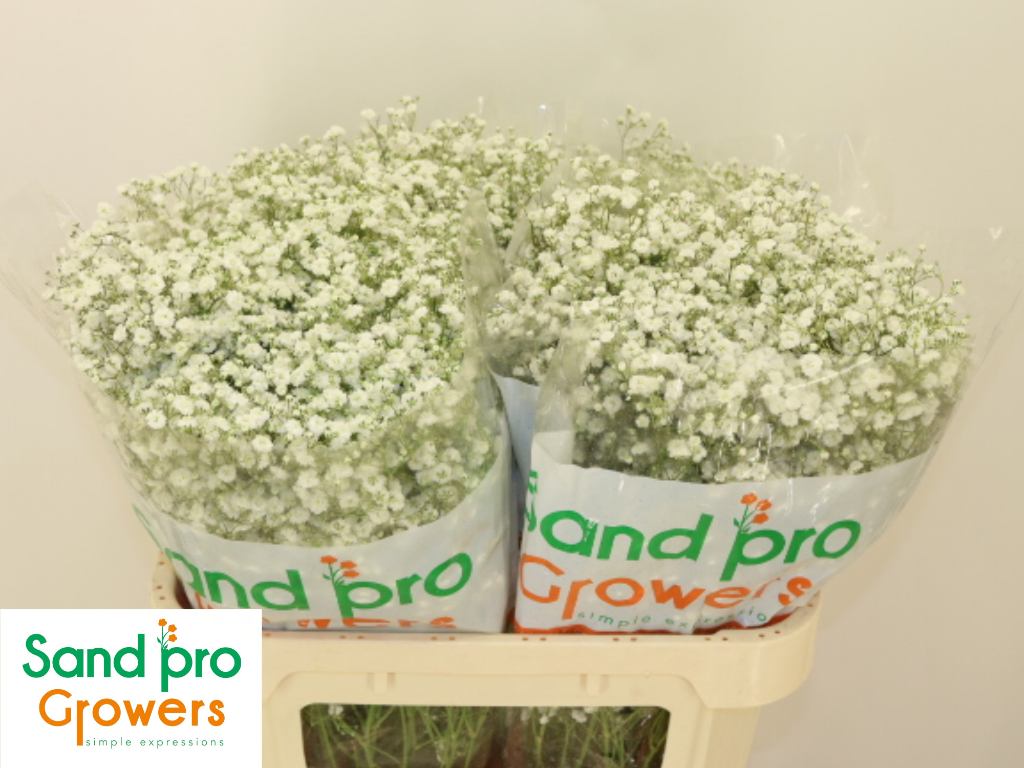 Гипсофила Экселенс 70, шт.