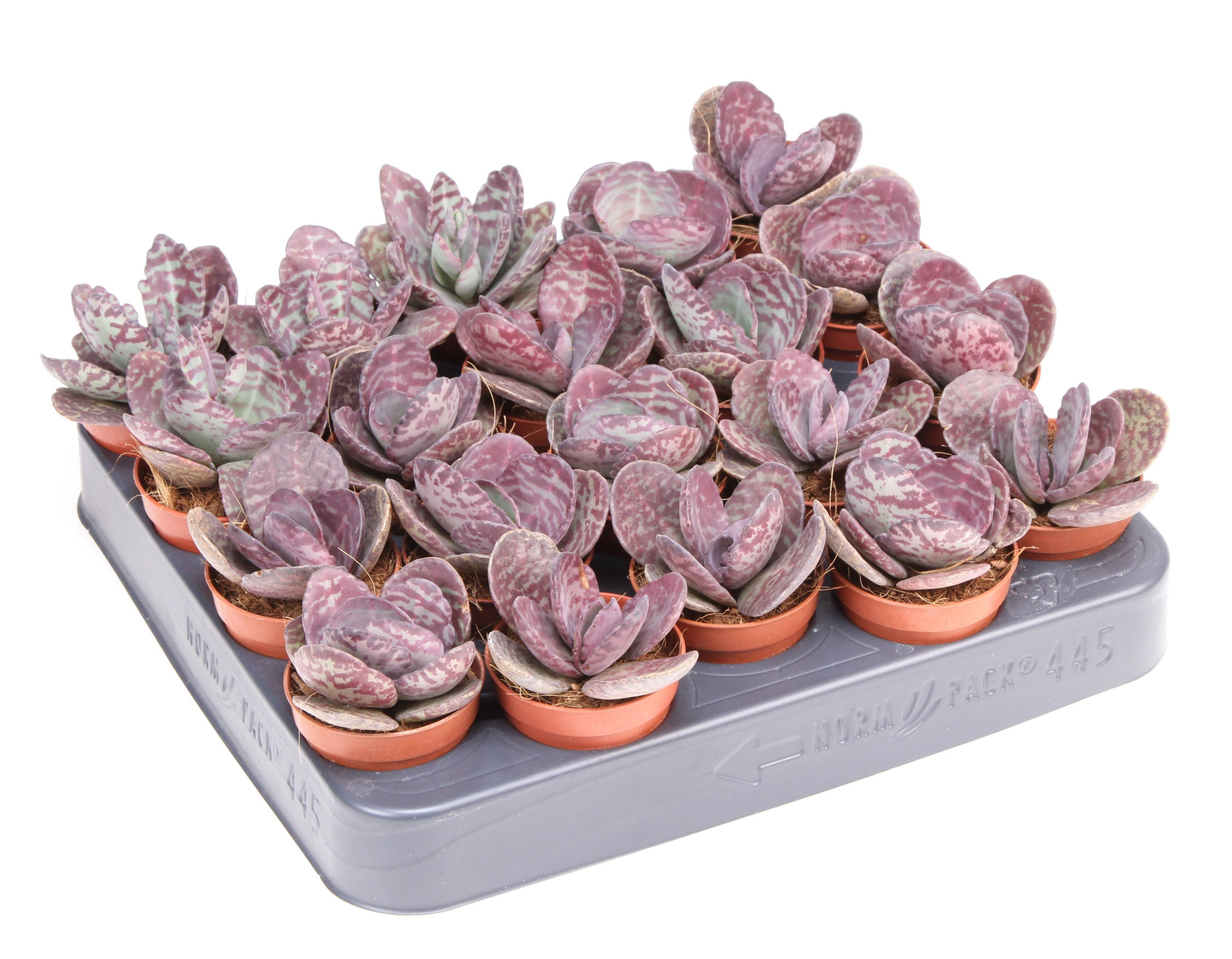 Kalanchoe humilis zebra, D 5,5 cm