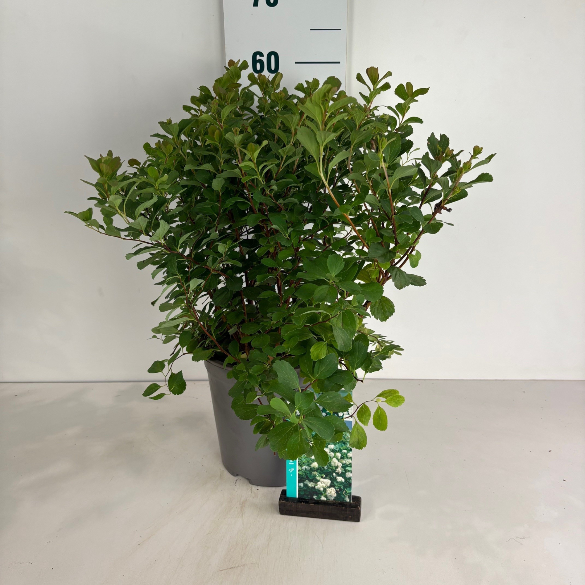 Spiraea betulifolia 'Tor', D 24 cm