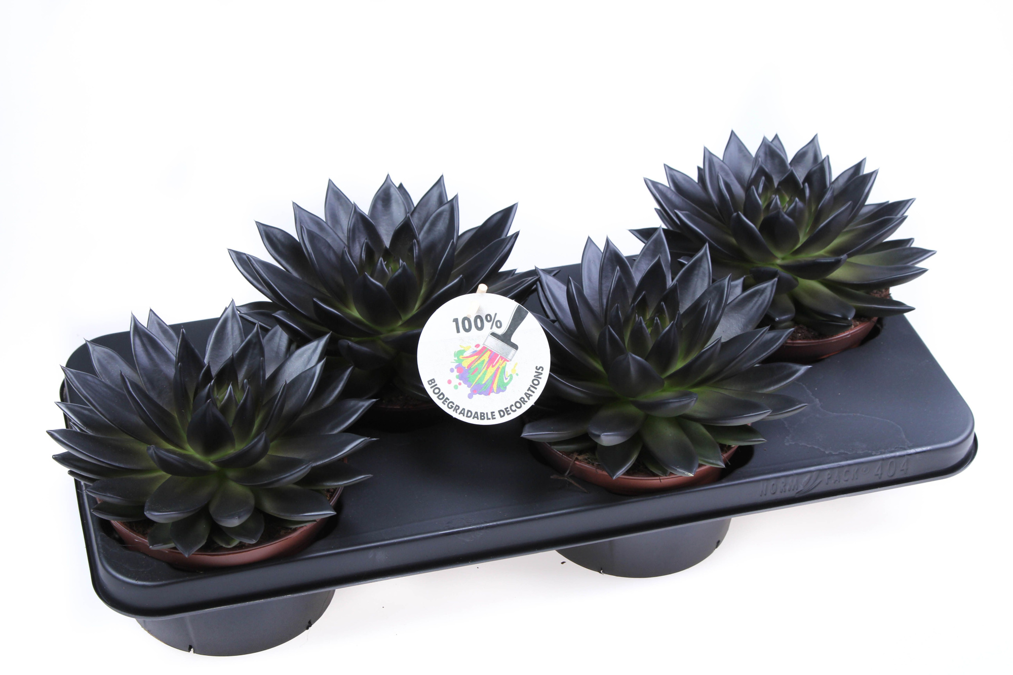 Rainbow deep black, D 15 cm