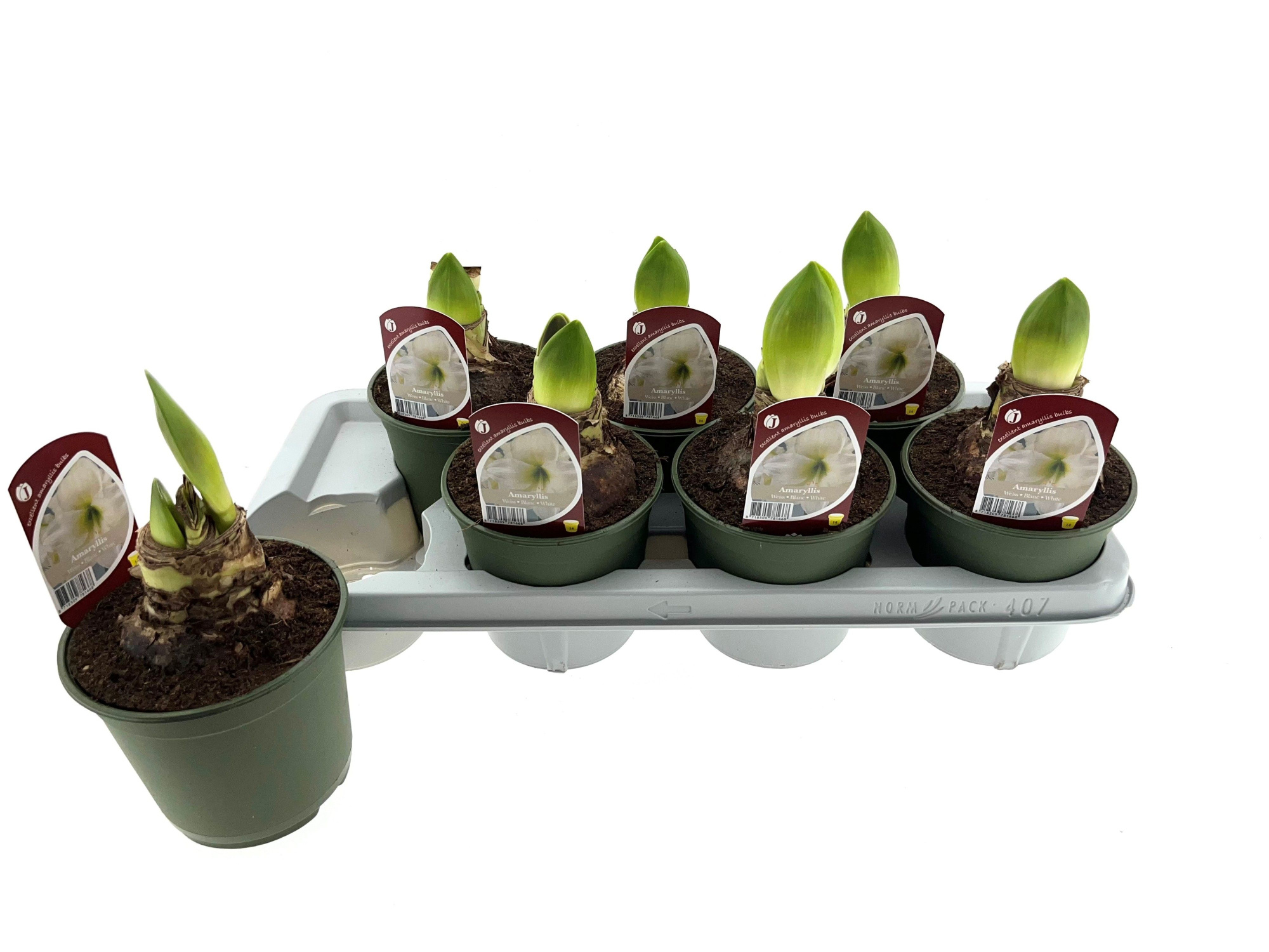 Amaryllis wit 14 cm, D 14 cm