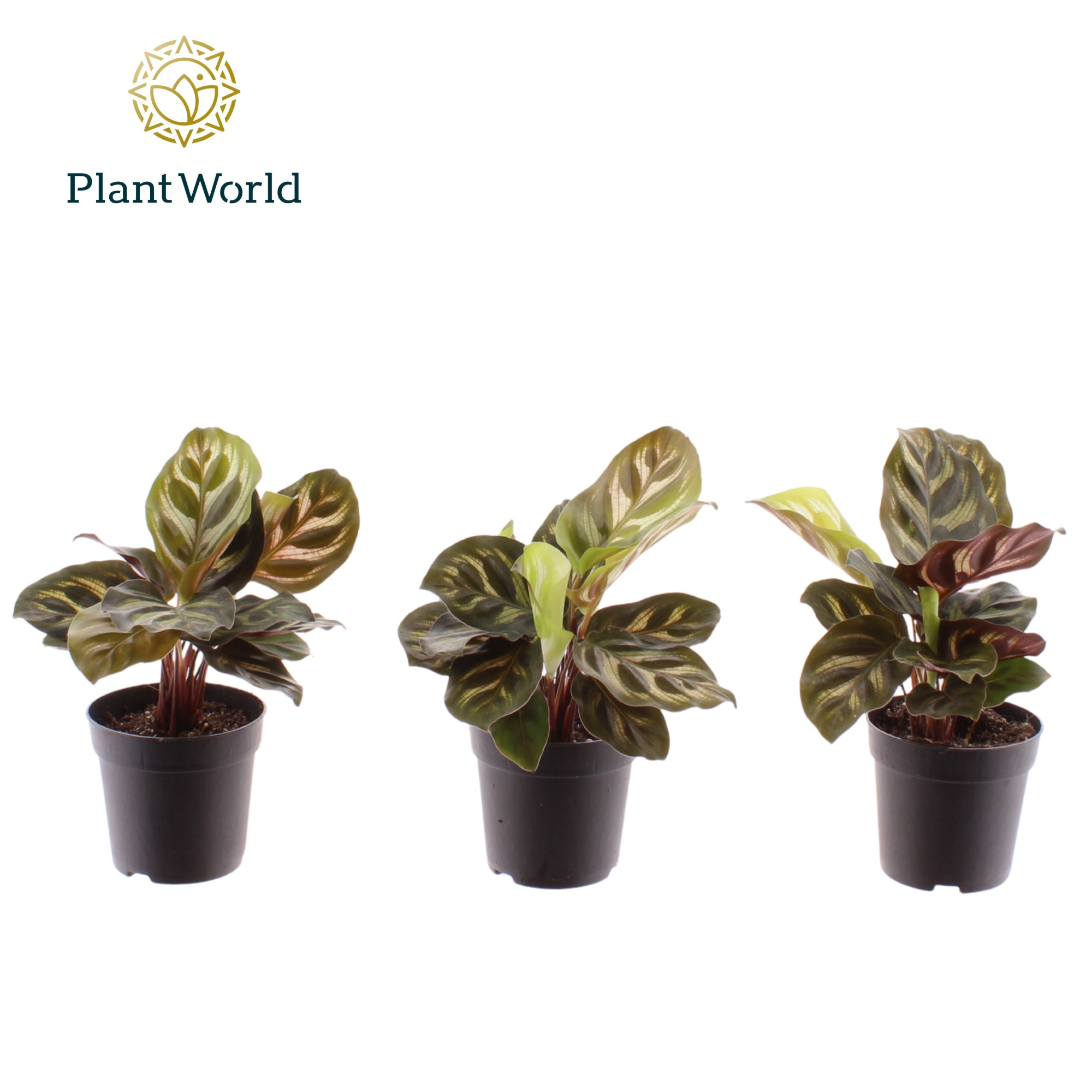 Calathea Makoyana 7 cm, D 7 cm