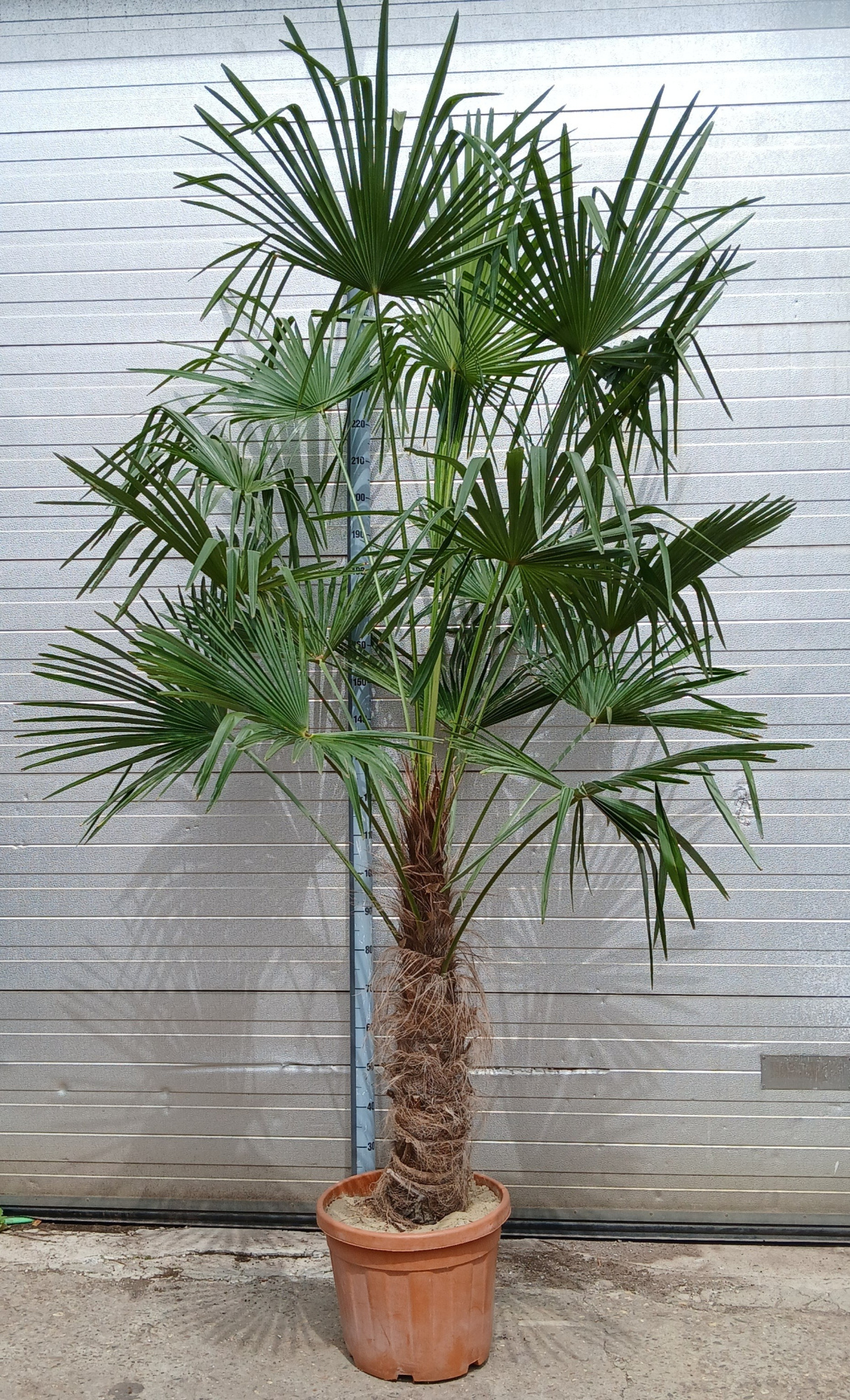 Trachycarpus fortunei, D 40