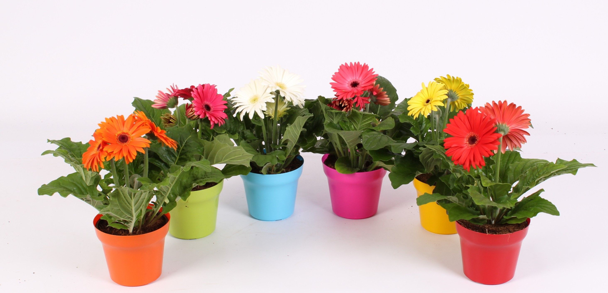 Gerbera belicht 2+ 12cm in Jivepot plastic diverse kleuren, D 12 cm