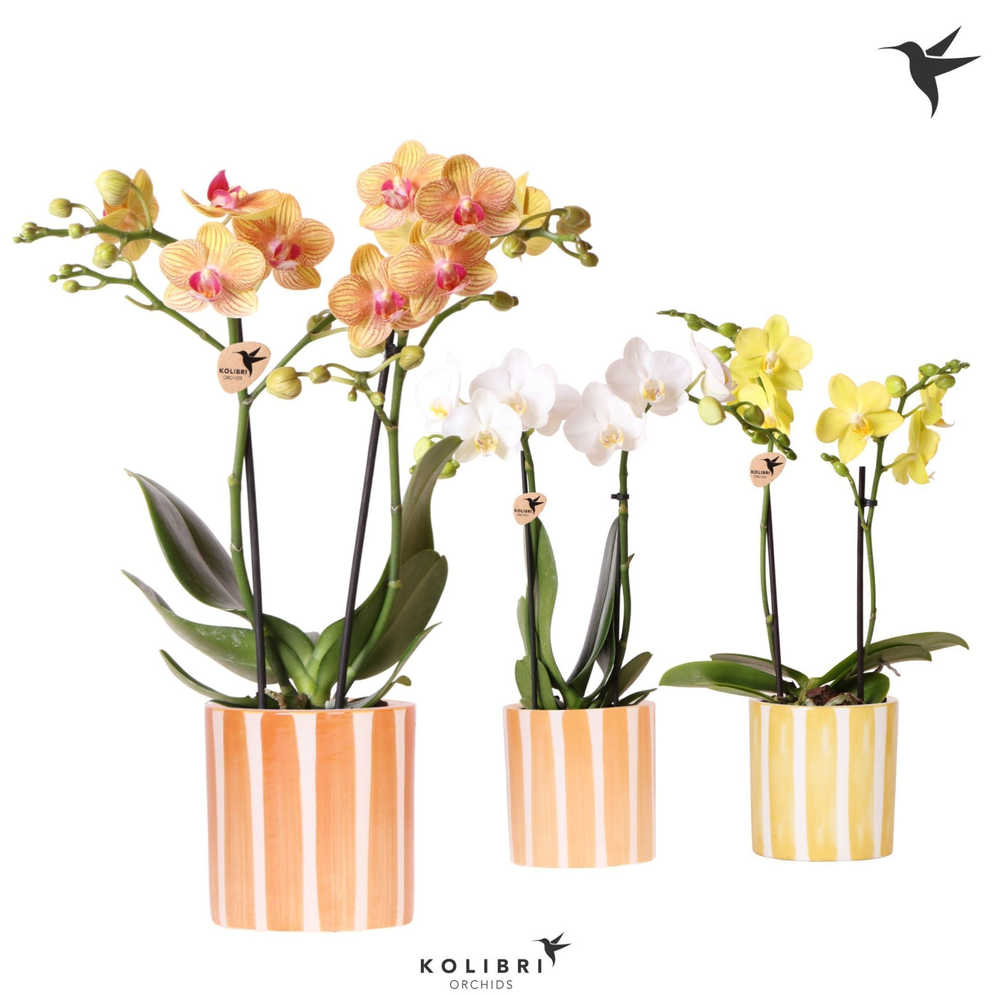 Kolibri Orchids Phalaenopsis mix 2 spike in Painted Stripe yell, D 9