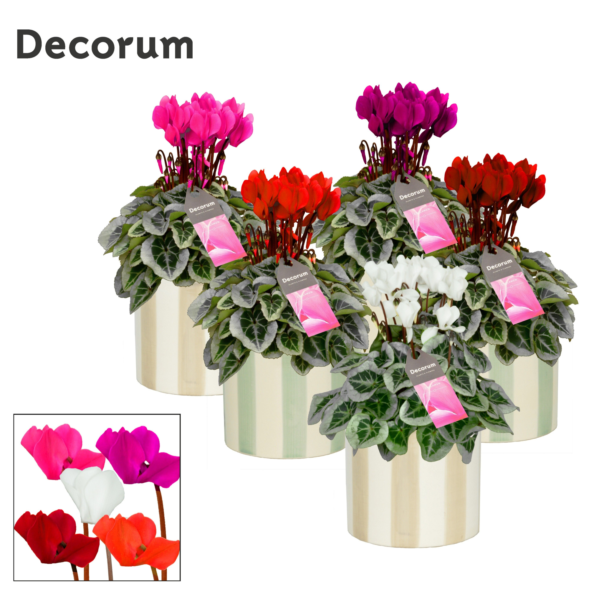 Cyclamen SS Picasso Mix Eline Decorum, D 14 cm