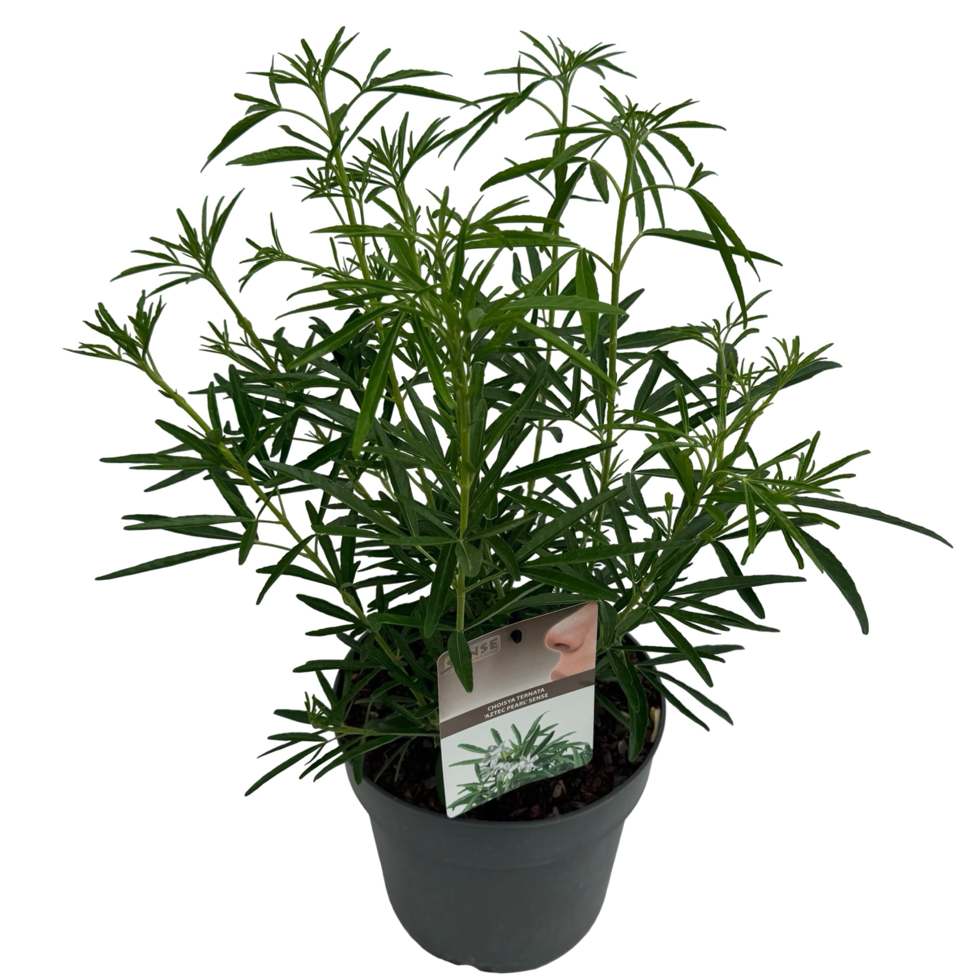 Choisya 'Aztec Pearl' sense, D 23