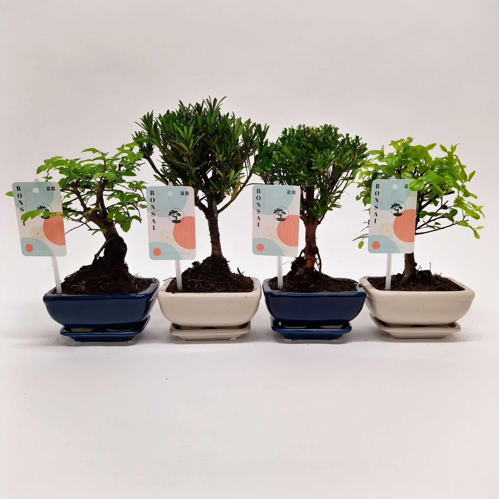 Bonsaimix 'Traditional' 12 cm, D 12 cm