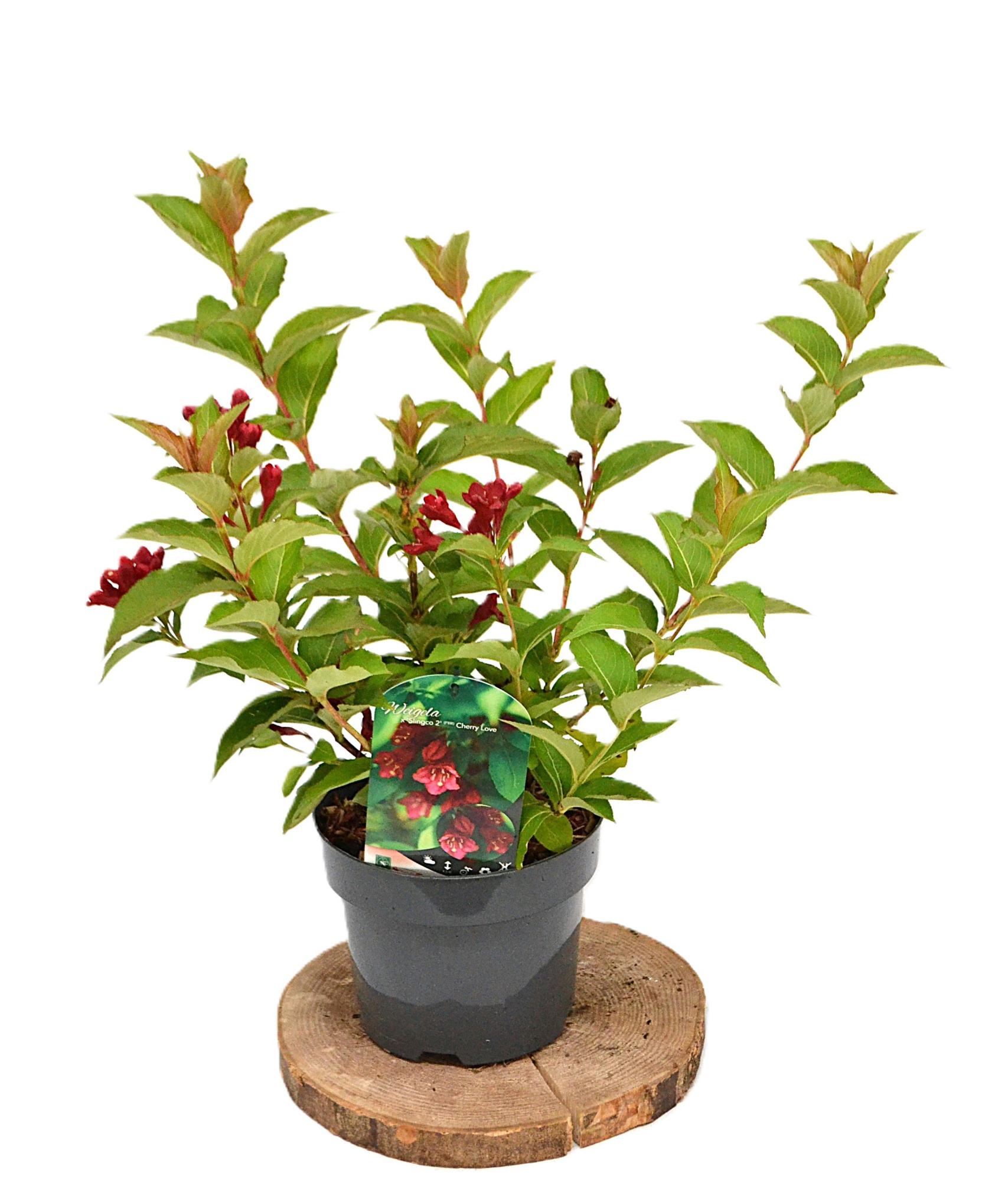 Weigela Cherry Love C3, D 19