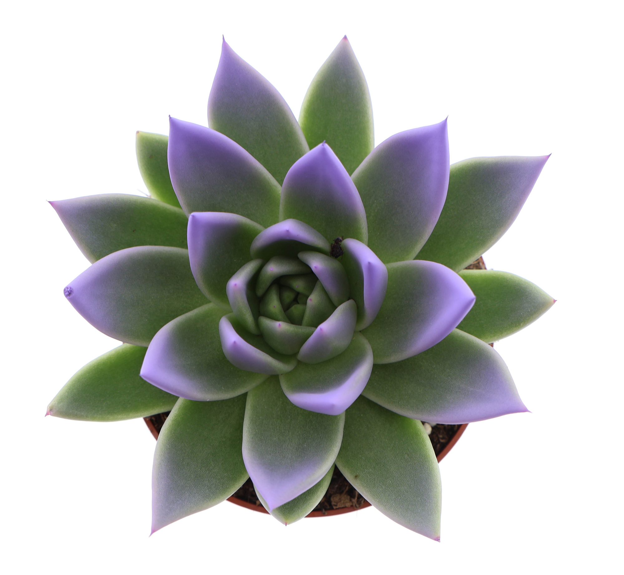 Miranda tips dark milka, D 10,5 cm