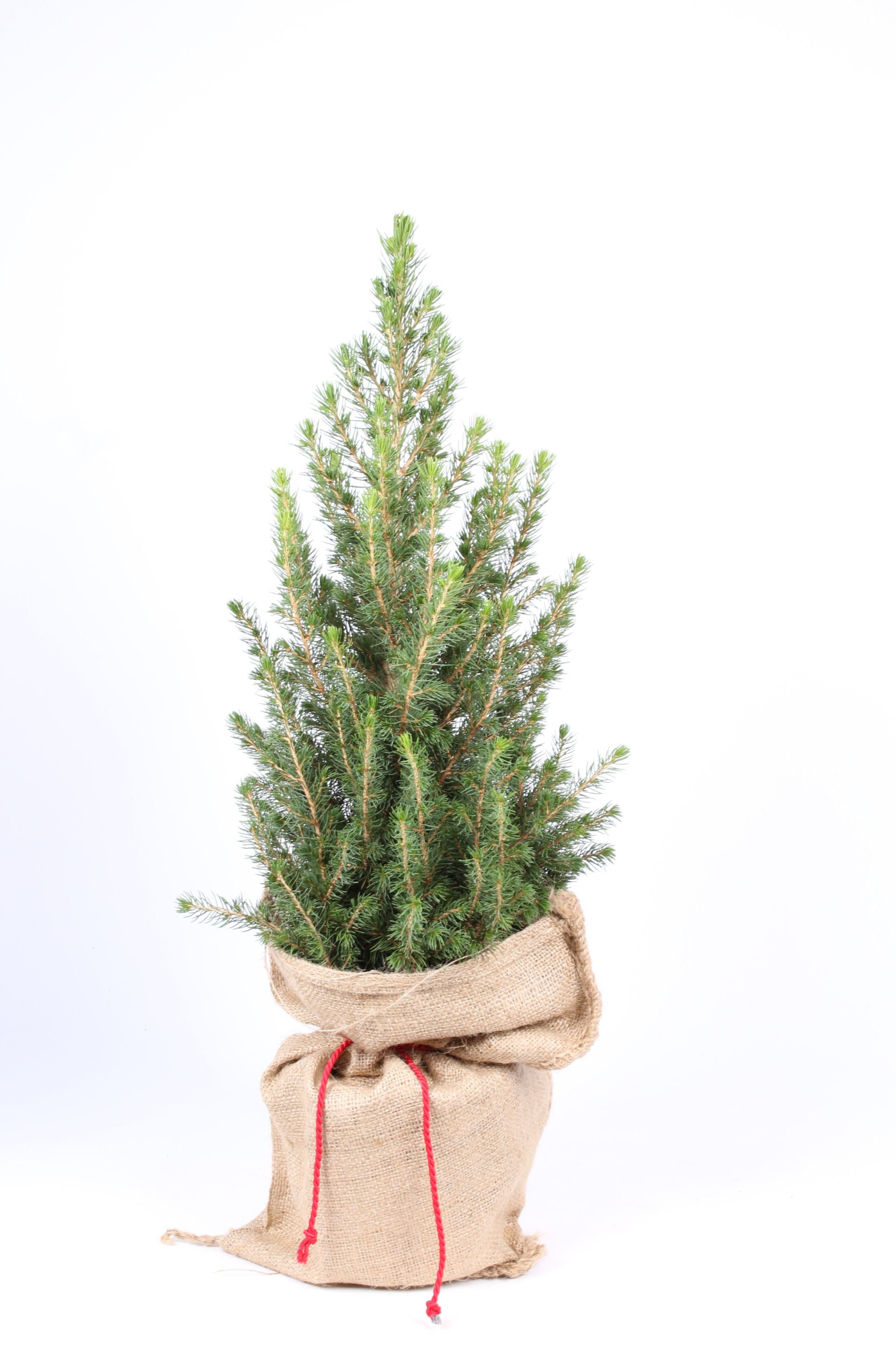 Picea glauca 'Conica' P-15 in jute zak, D 15 cm