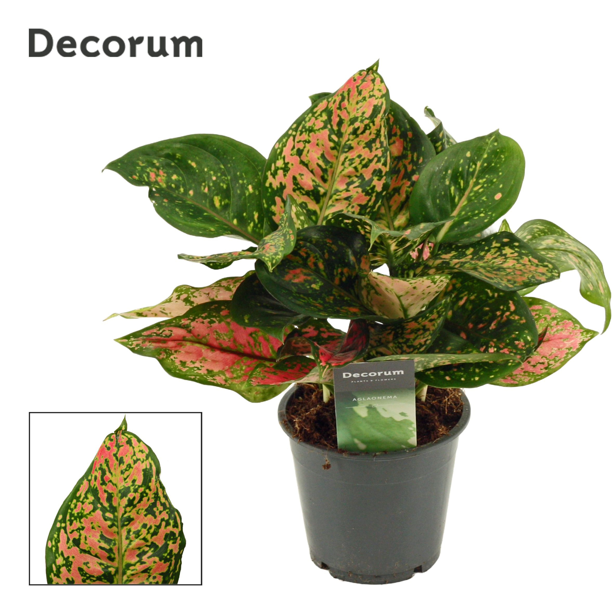 Aglaonema Amanyance 12 cm (Decorum), D 12 cm
