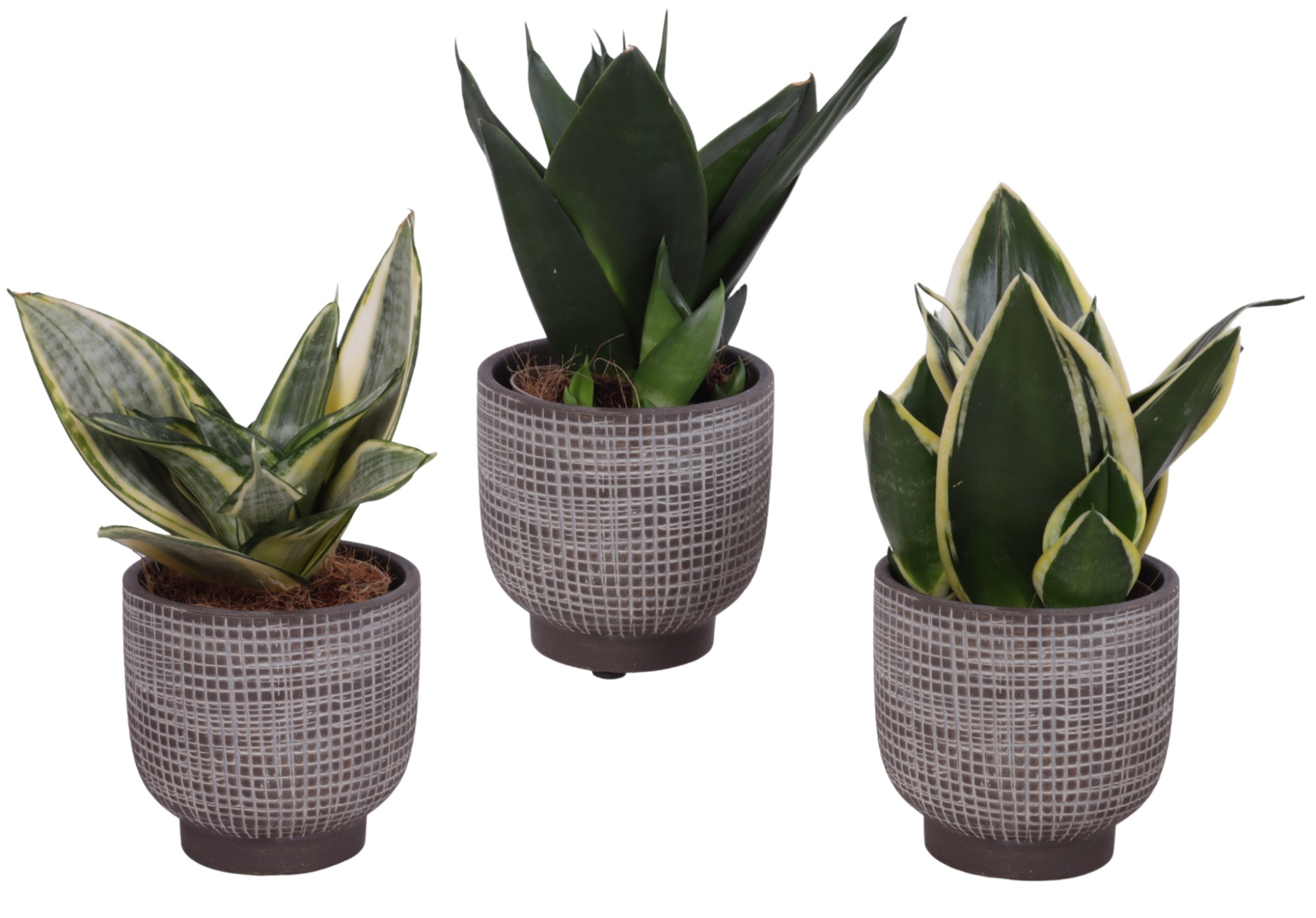 Sansevieria Compacta mix Ø09cm in Ø11cm Ceramic PL671, D 11