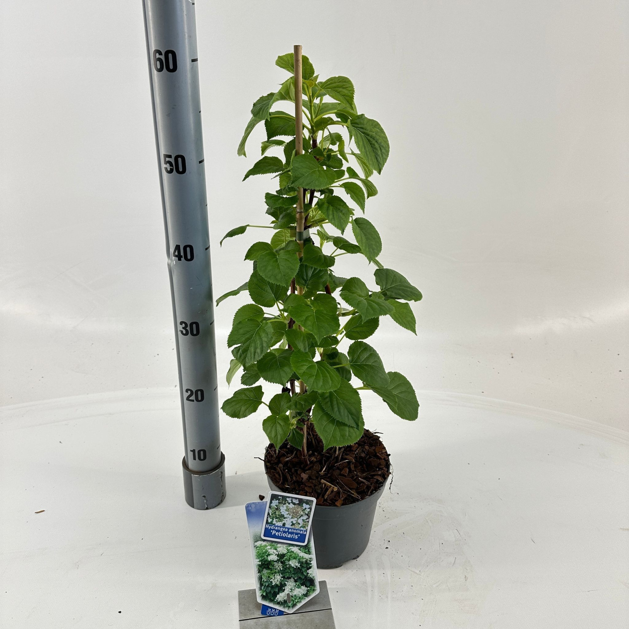 Hydrangea anomala petiolaris --gestokt 40 cm, D 17 cm