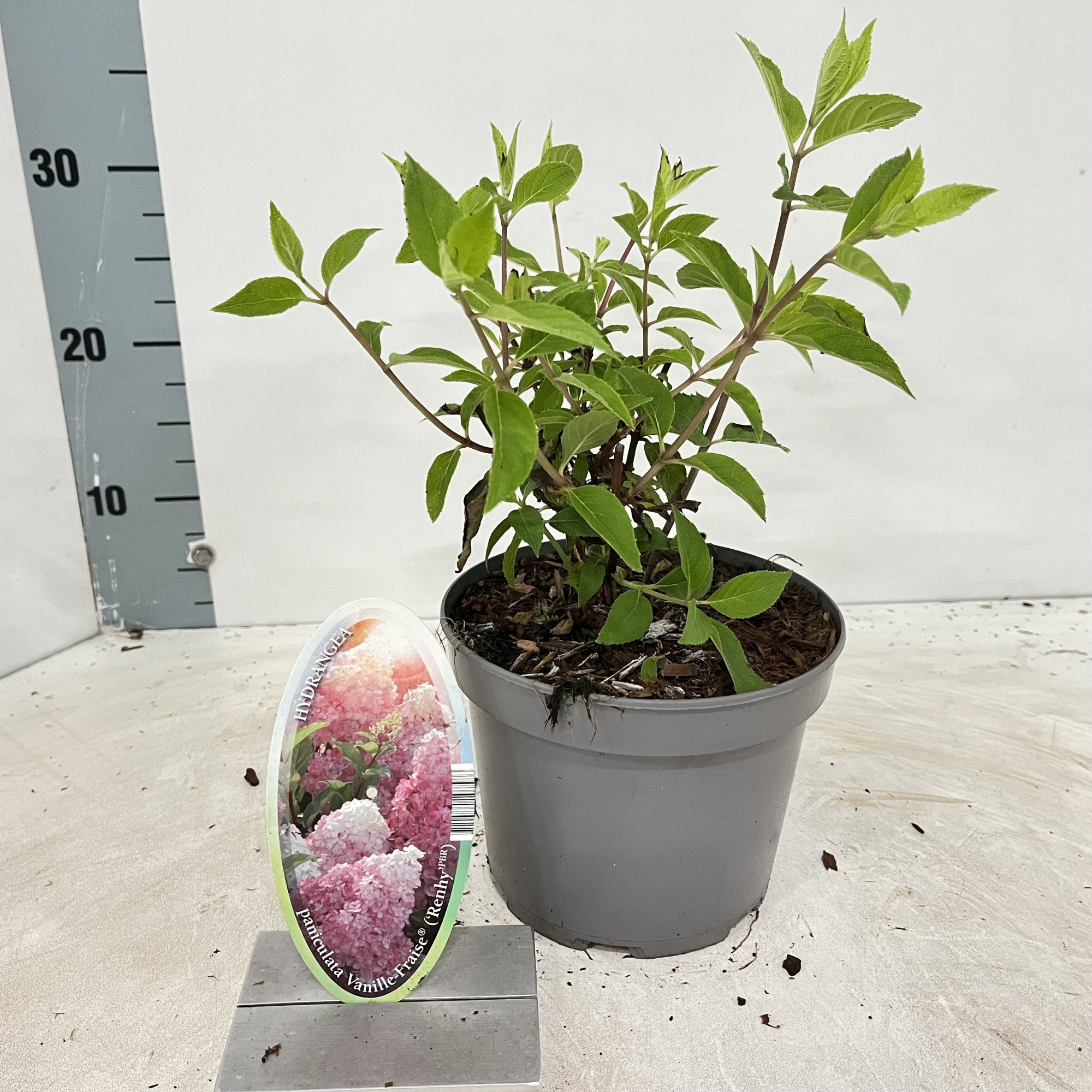 Hydrangea pan. Vanille-Fraise® ('Renhy'PBR), D 17 cm