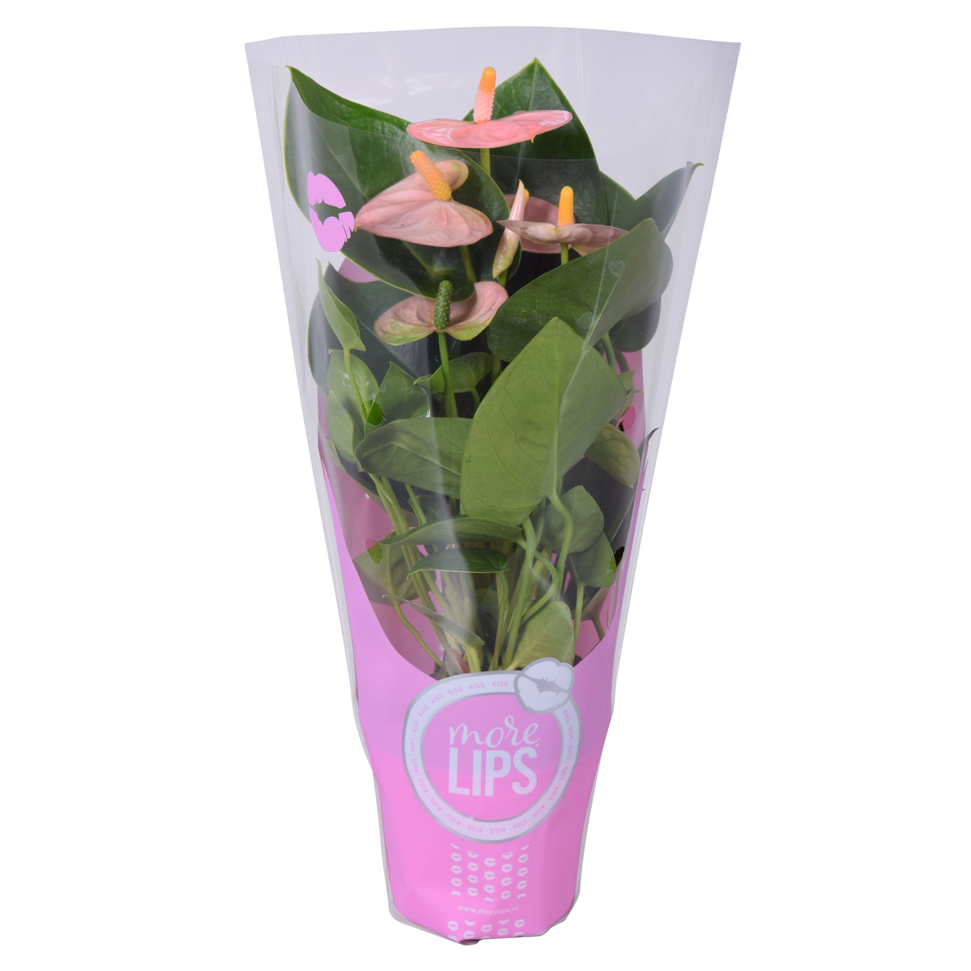 MoreLIPS® Anthurium Spirit in ShowHoes, D 9
